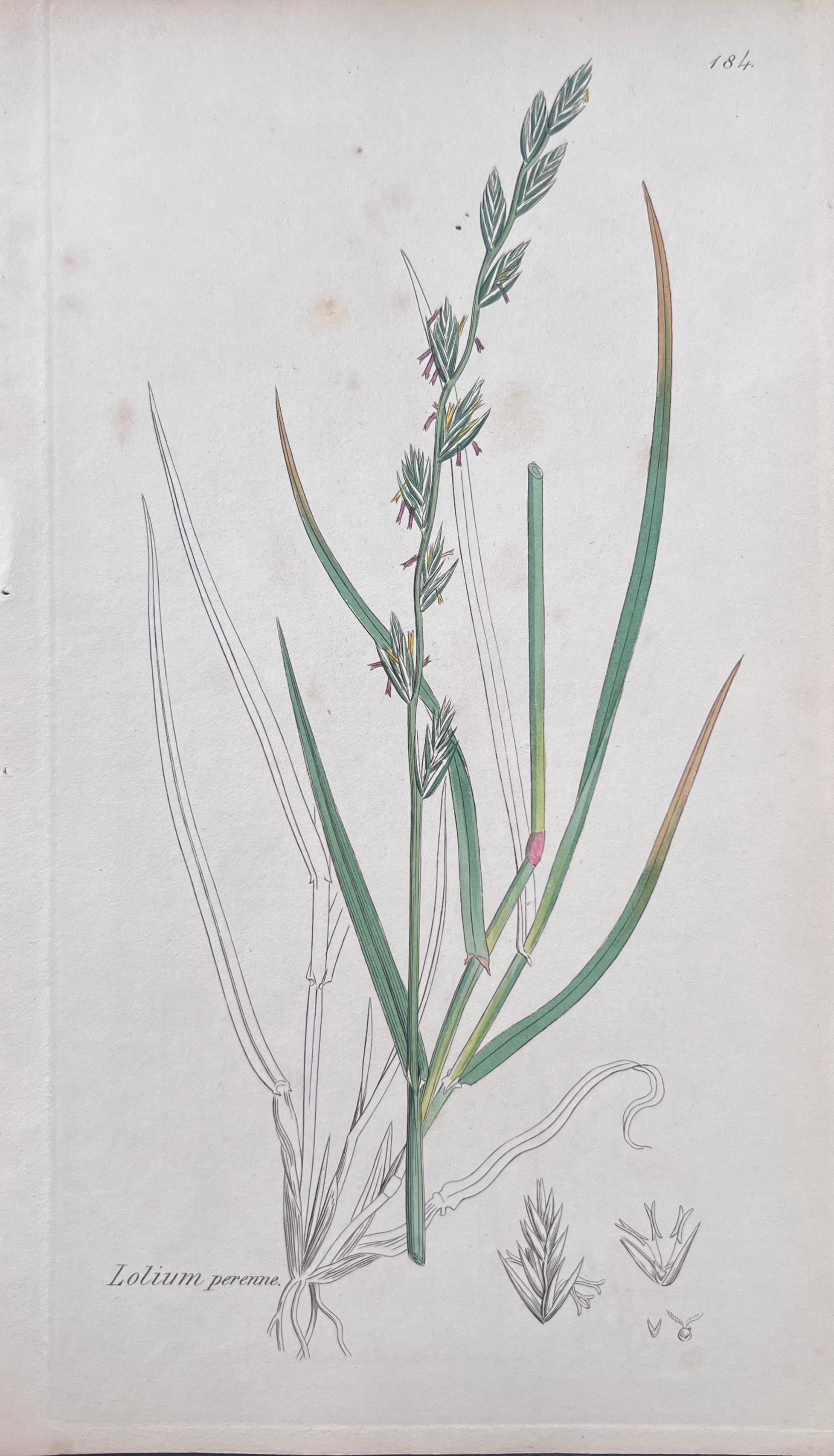 Set di sei raffinate stampe botaniche colorate a mano dell'Antique British, circa 1900 in vendita 2
