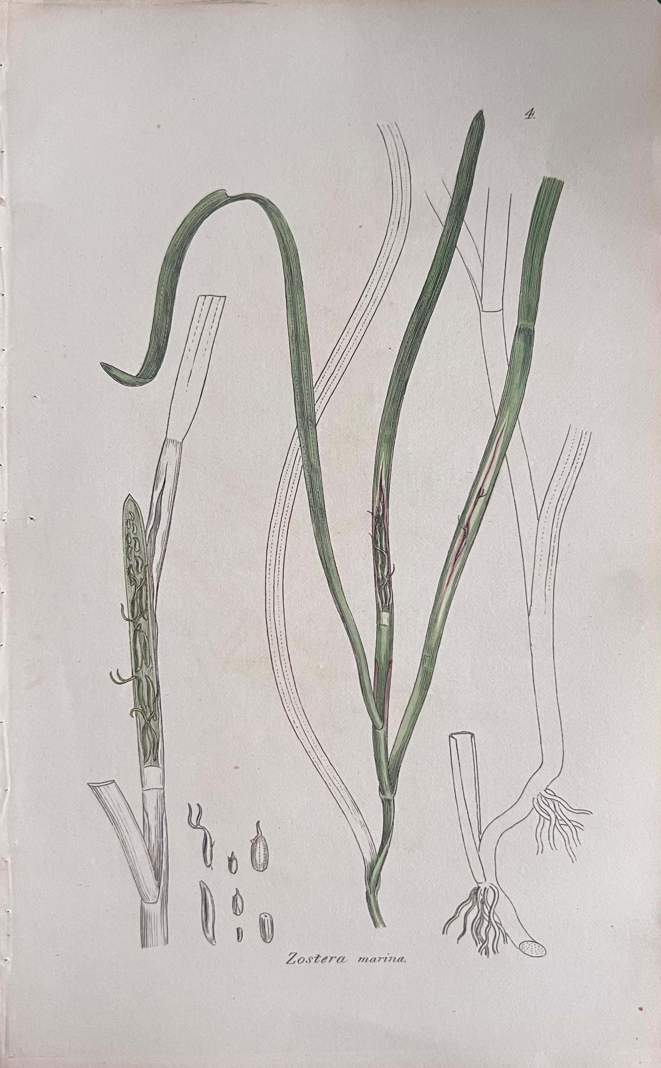 Set of Six Fine Antique British Hand Coloured Botanical Prints, circa 1900's For Sale 4