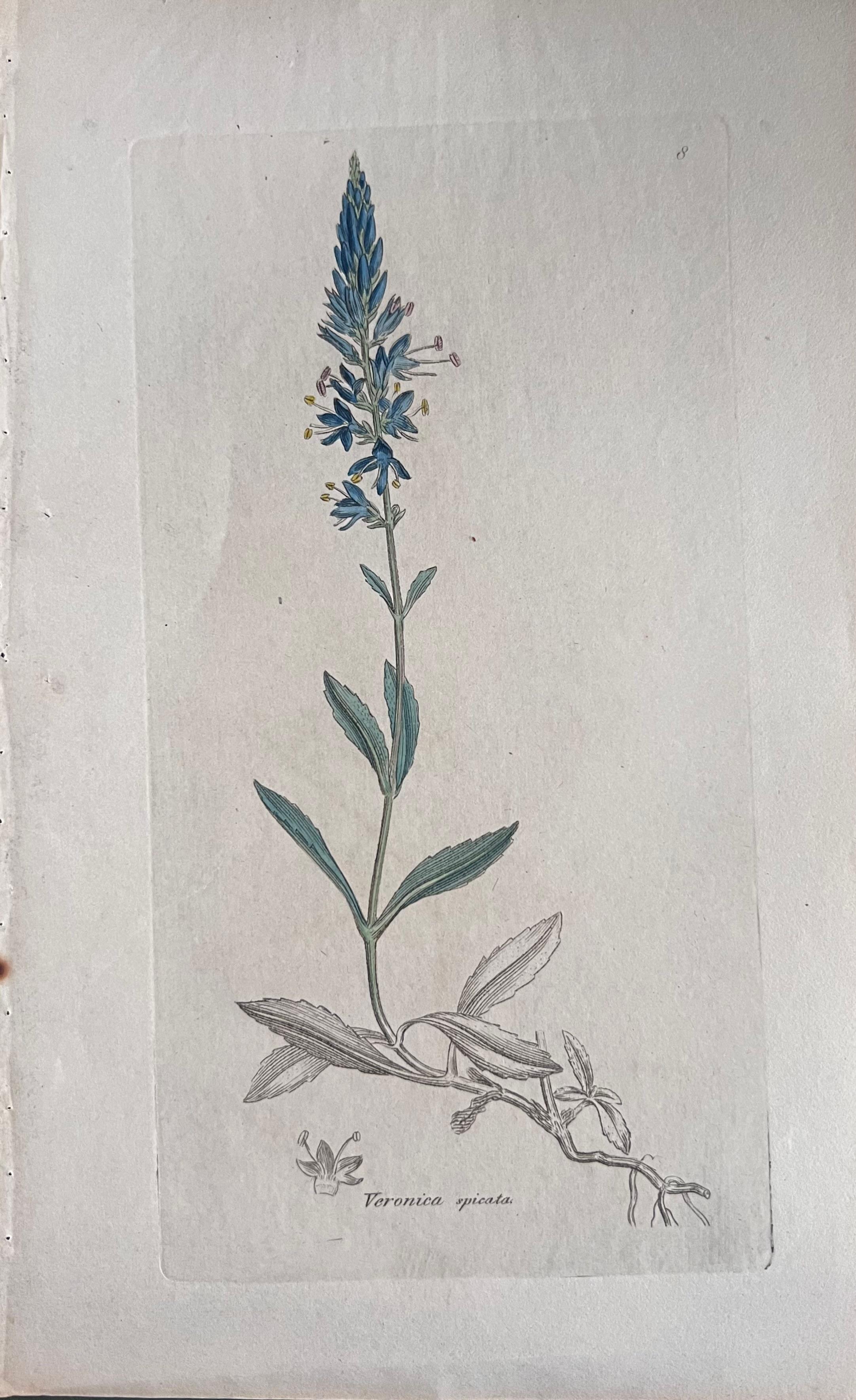 Set of Six Fine Antique British Hand Coloured Botanical Prints, circa 1900's For Sale 4