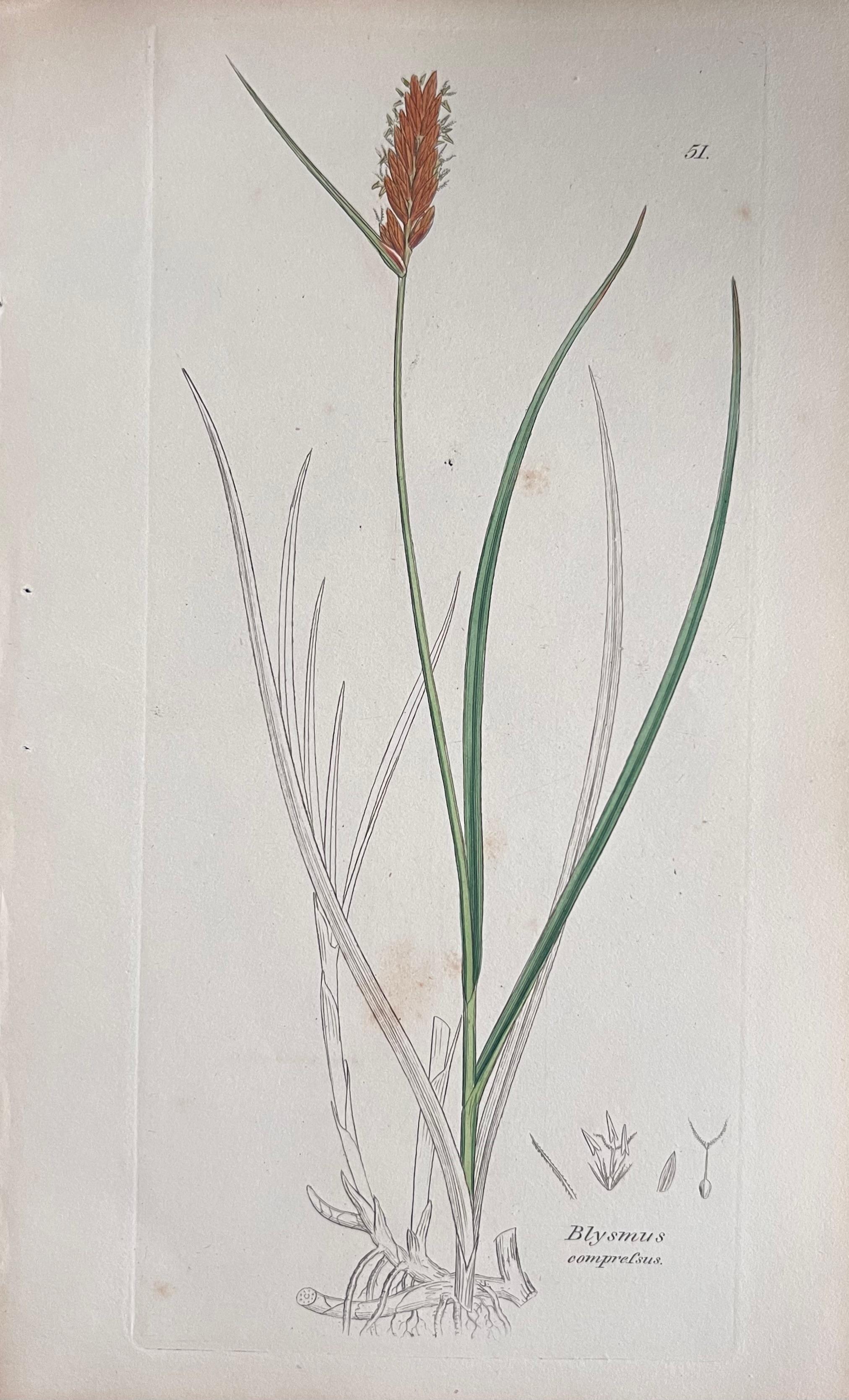 Set of Six Fine Antique British Hand Coloured Botanical Prints, circa 1900's For Sale 4