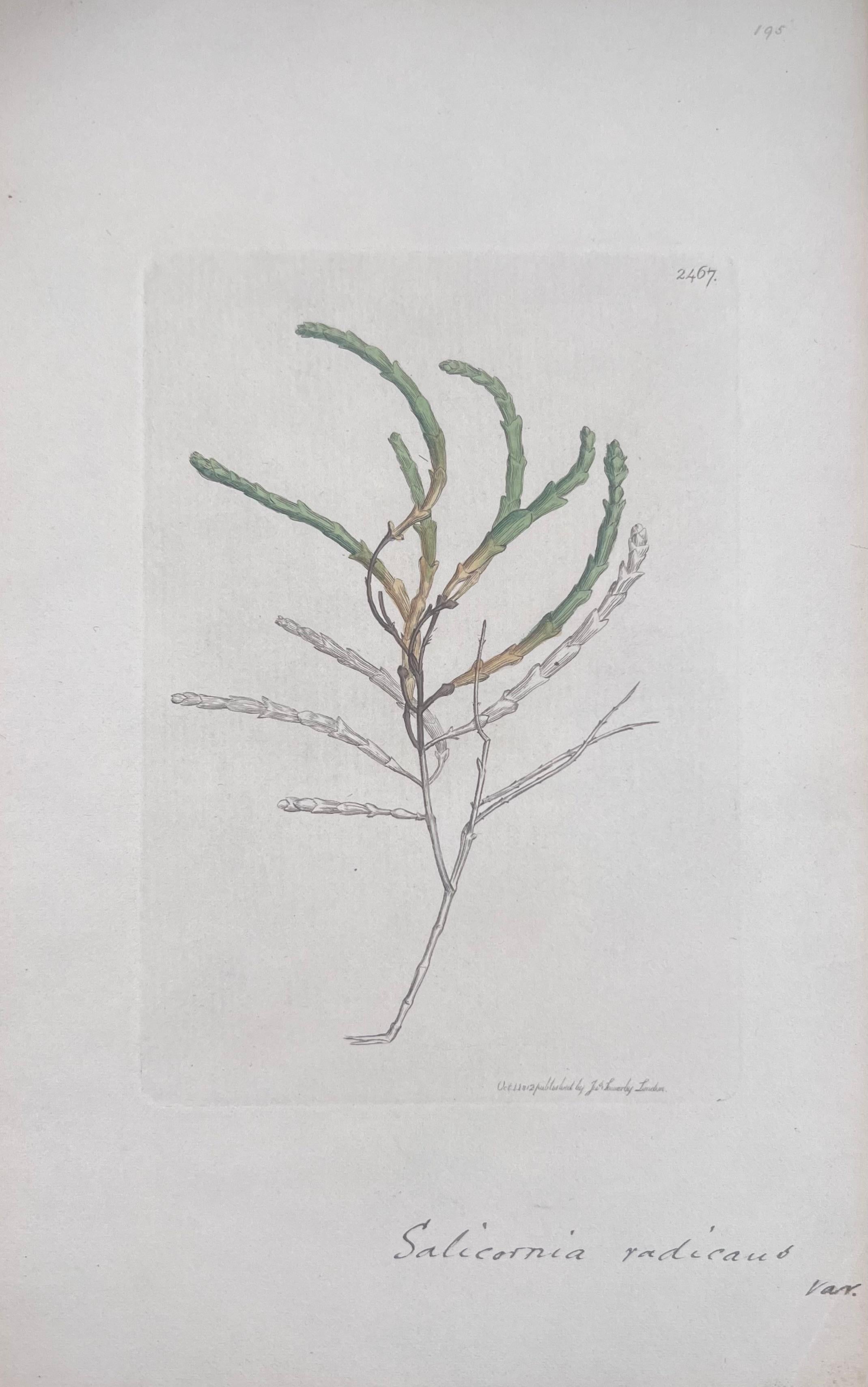 Set of Six Fine Antique British Hand Coloured Botanical Prints, circa 1900's For Sale 4