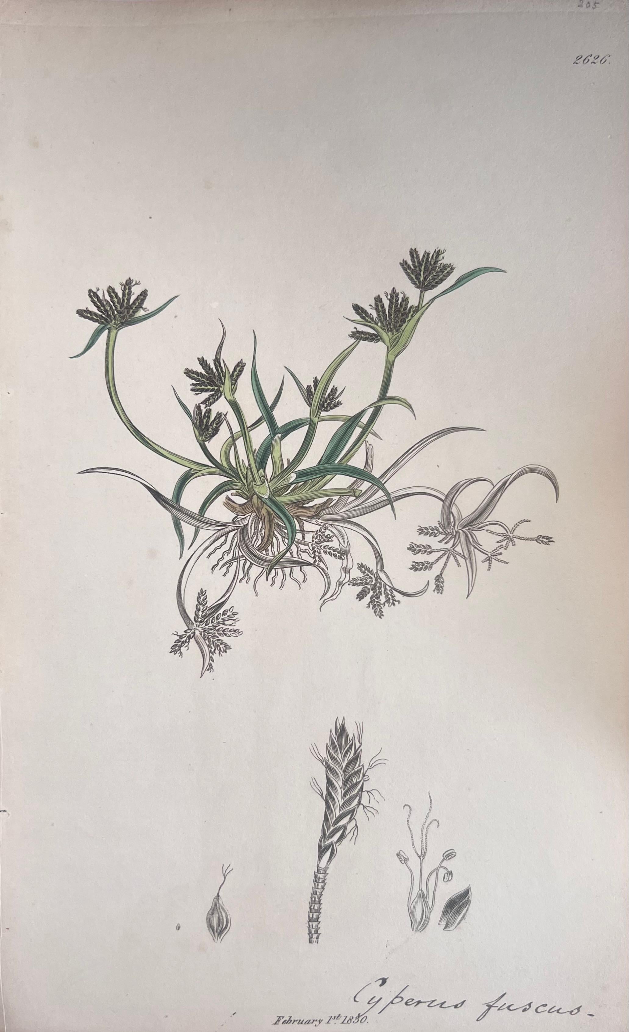 Set of Six Fine Antique British Hand Coloured Botanical Prints, circa 1900's For Sale 4