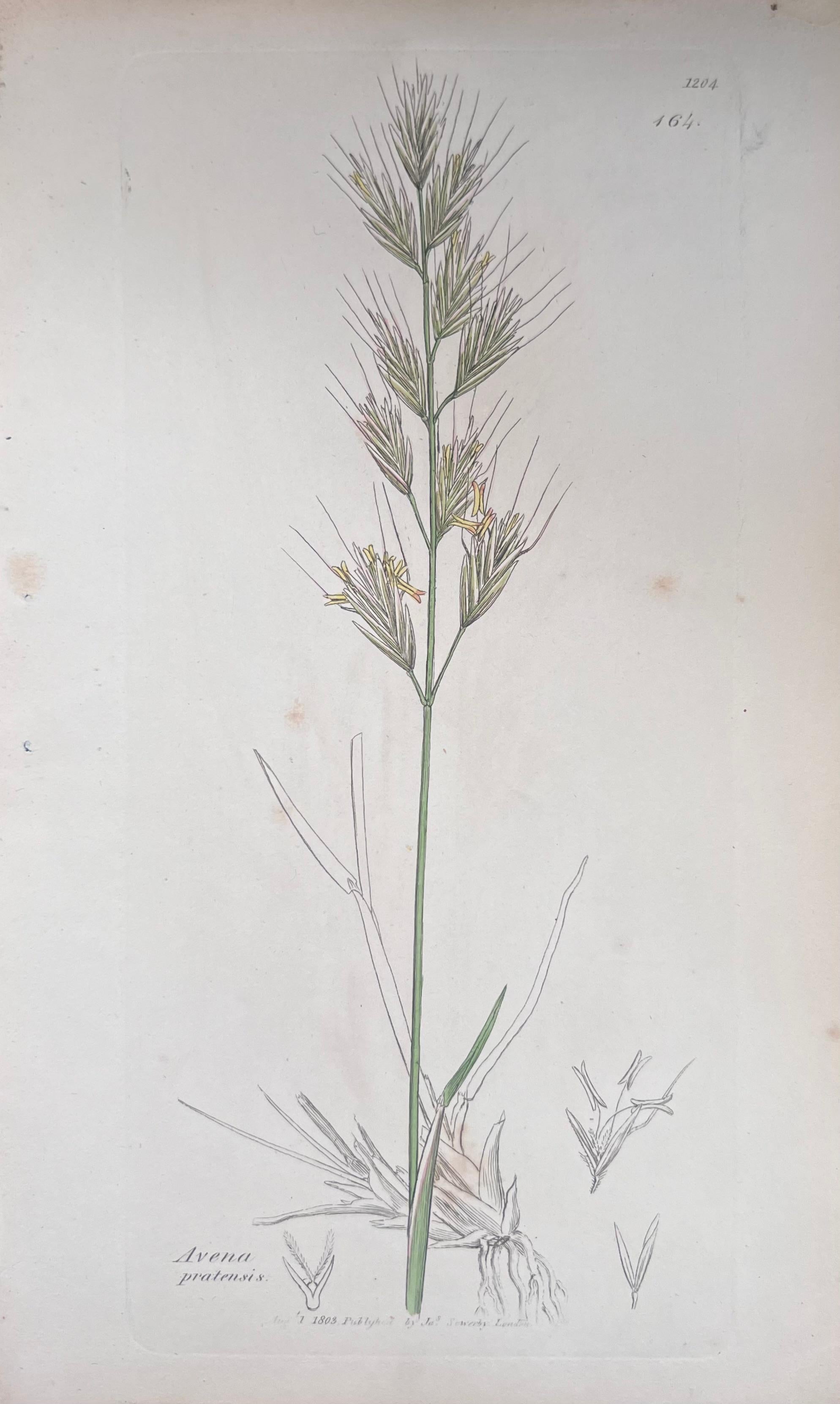 Set of Six Fine Antique British Hand Coloured Botanical Prints, circa 1900's For Sale 4