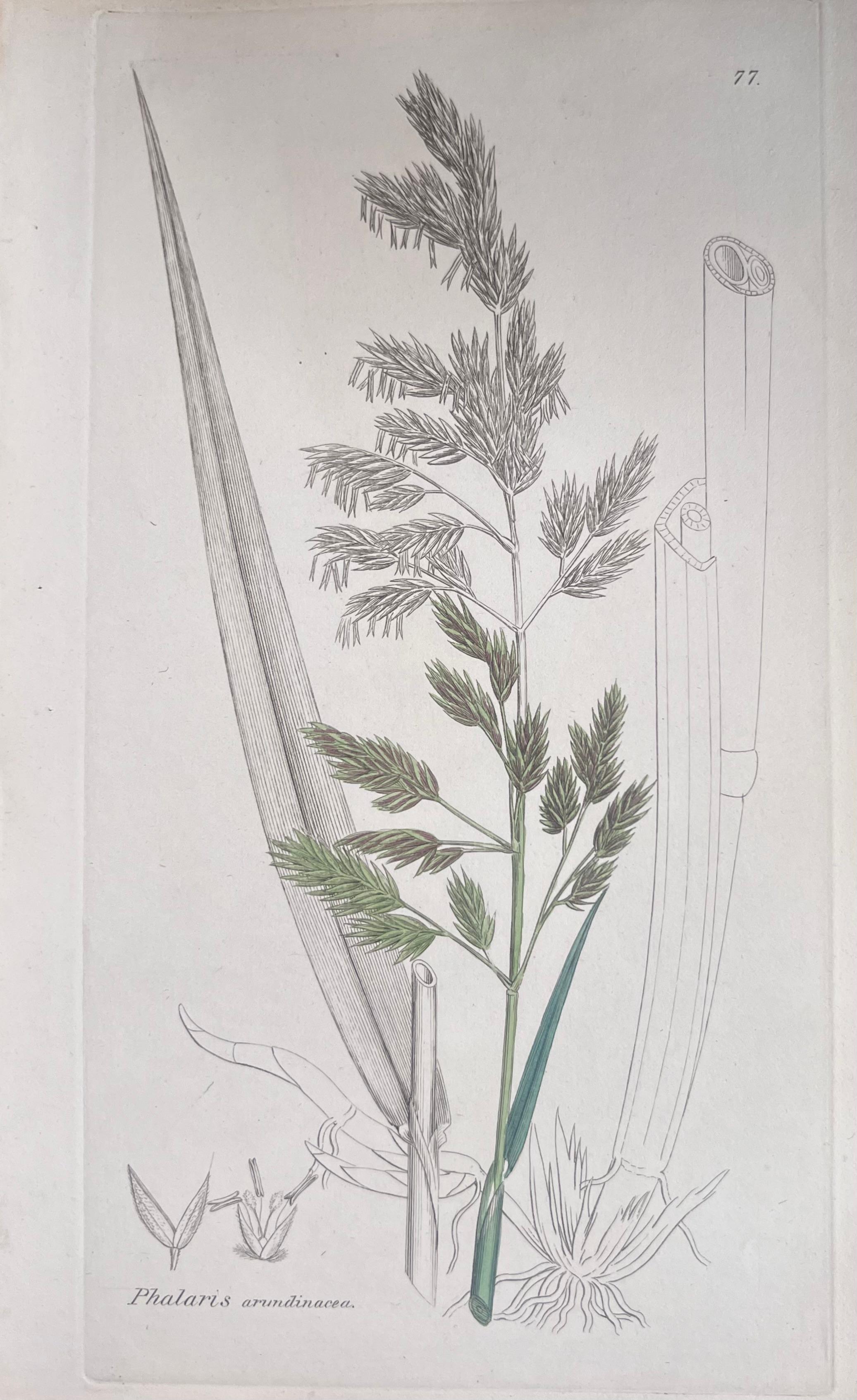 Set of Six Fine Antique British Hand Coloured Botanical Prints, circa 1900's For Sale 4