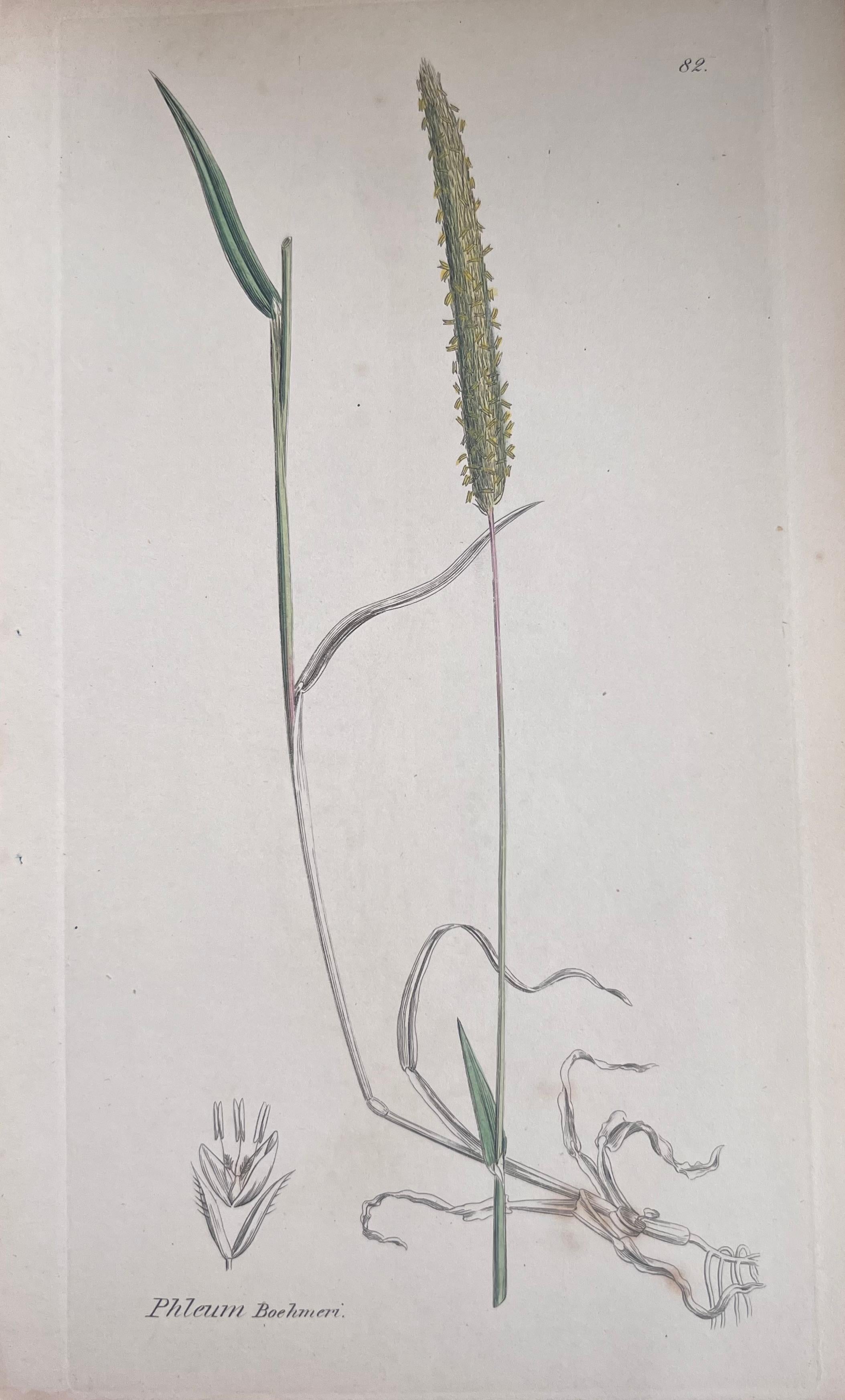 Set of Six Fine Antique British Hand Coloured Botanical Prints, circa 1900's For Sale 4
