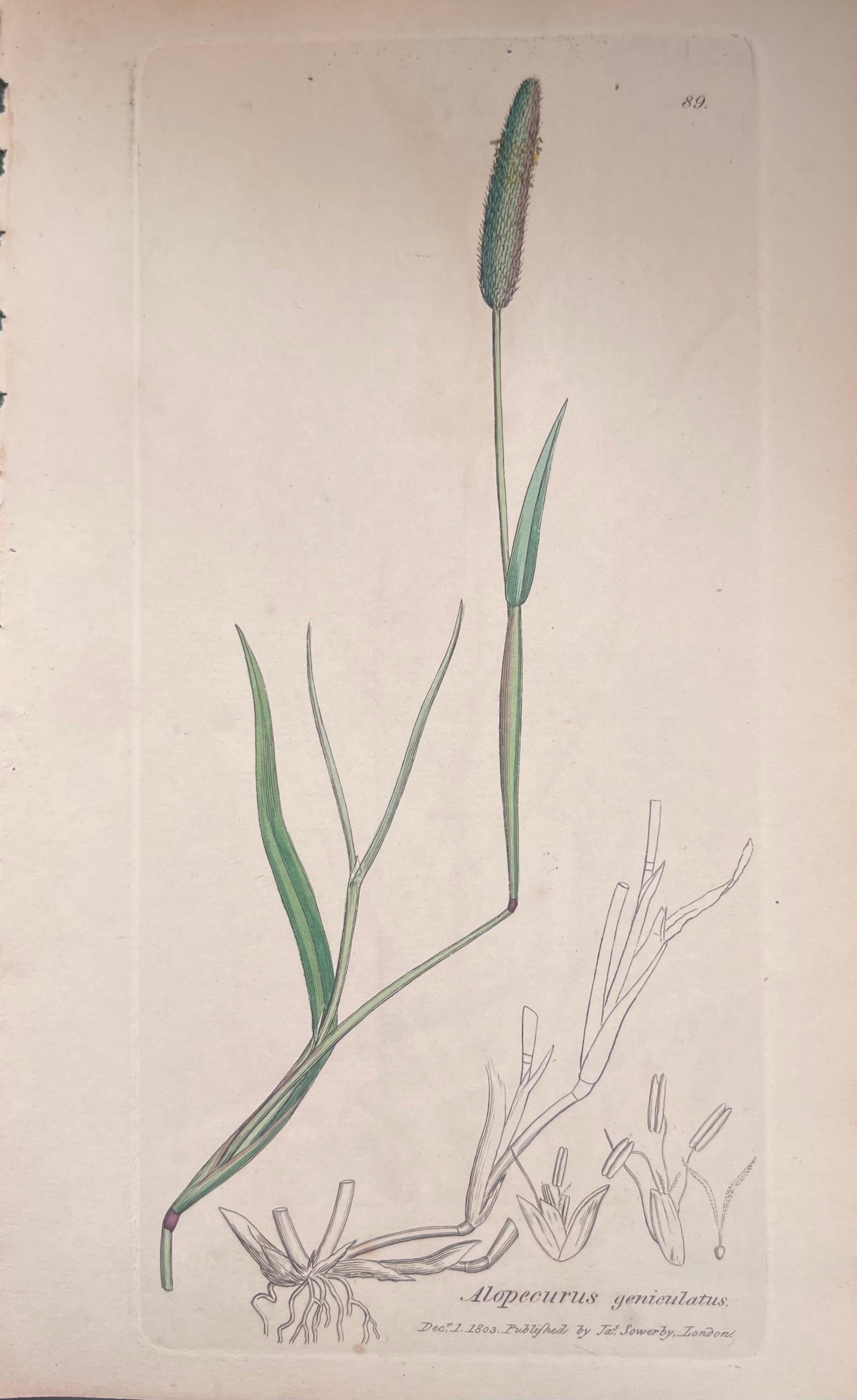 Set of Six Fine Antique British Hand Coloured Botanical Prints, circa 1900's For Sale 4