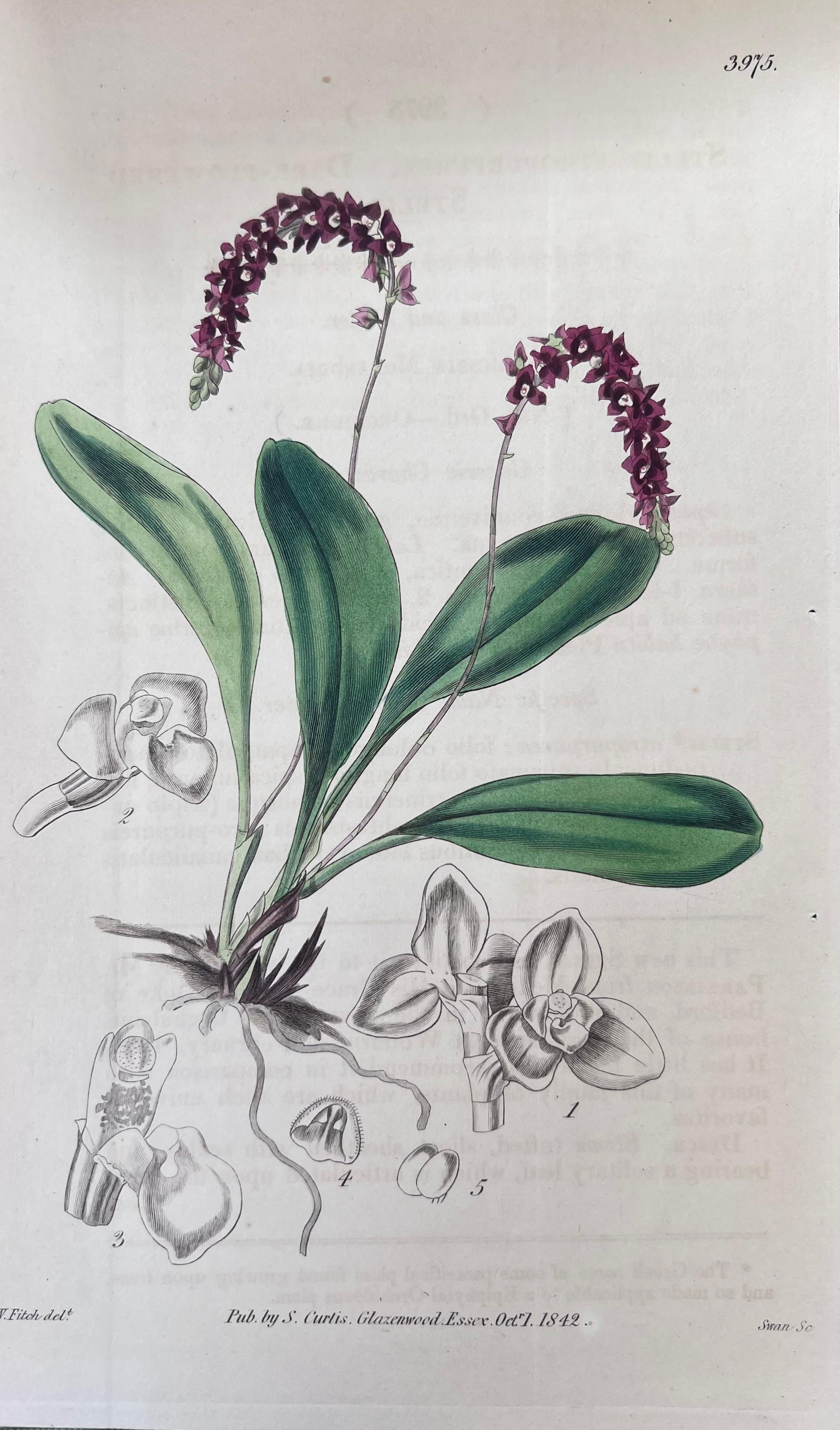 Set of Six Fine Antique British Hand Coloured Botanical Prints, circa 1900's For Sale 4
