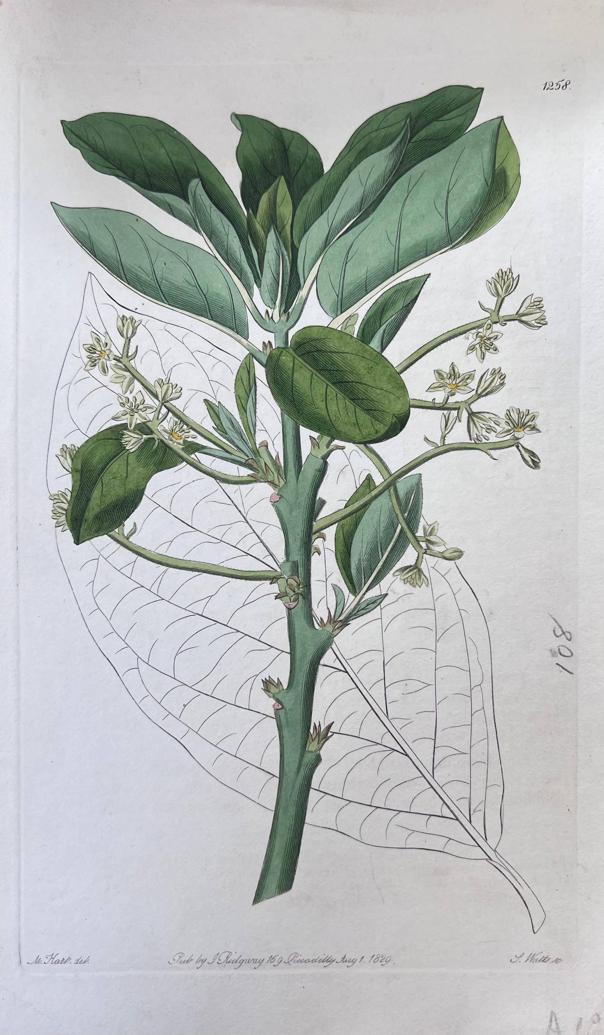 Set of Six Fine Antique British Hand Coloured Botanical Prints, circa 1900's For Sale 4