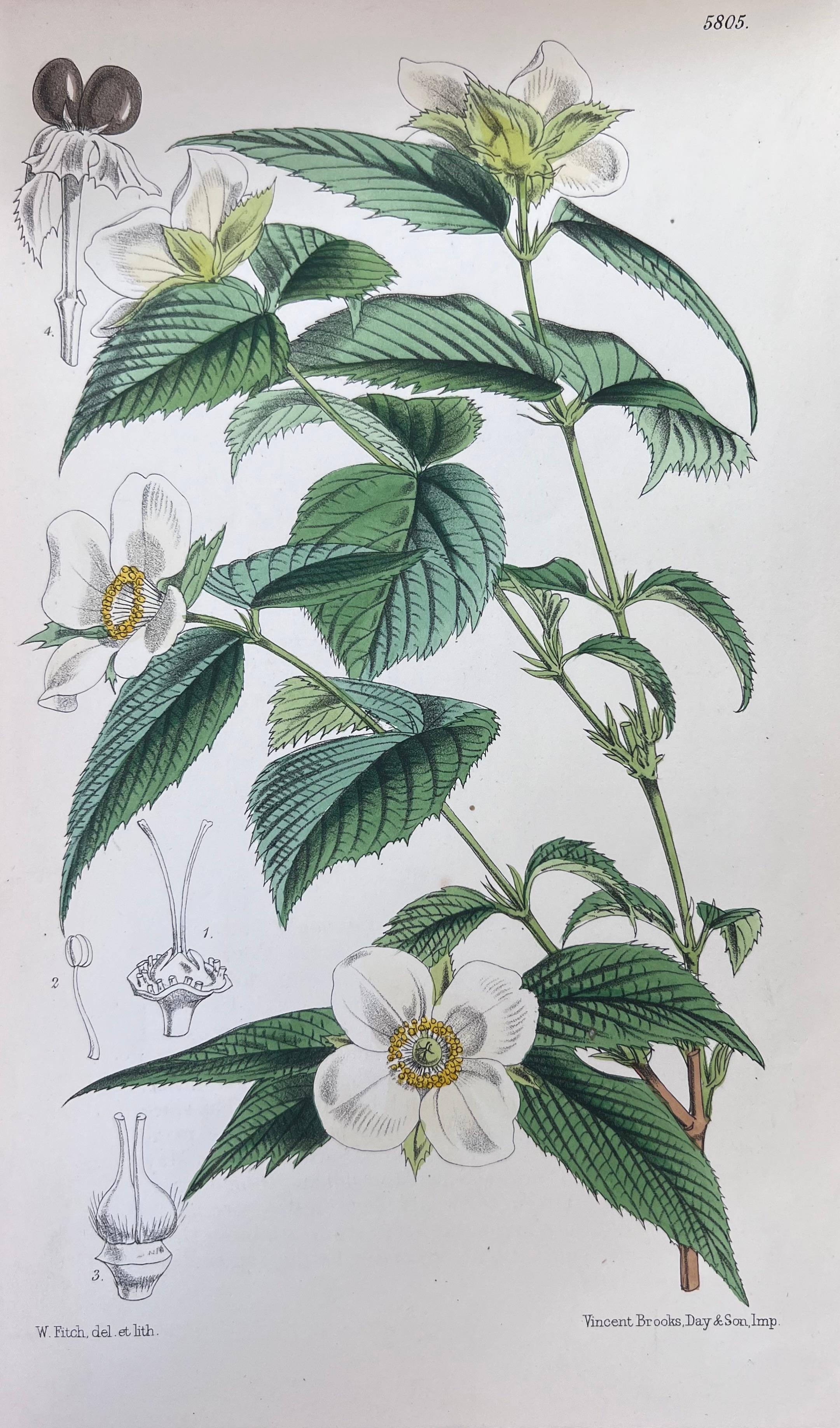Set of Six Fine Antique British Hand Coloured Botanical Prints, circa 1900's For Sale 4