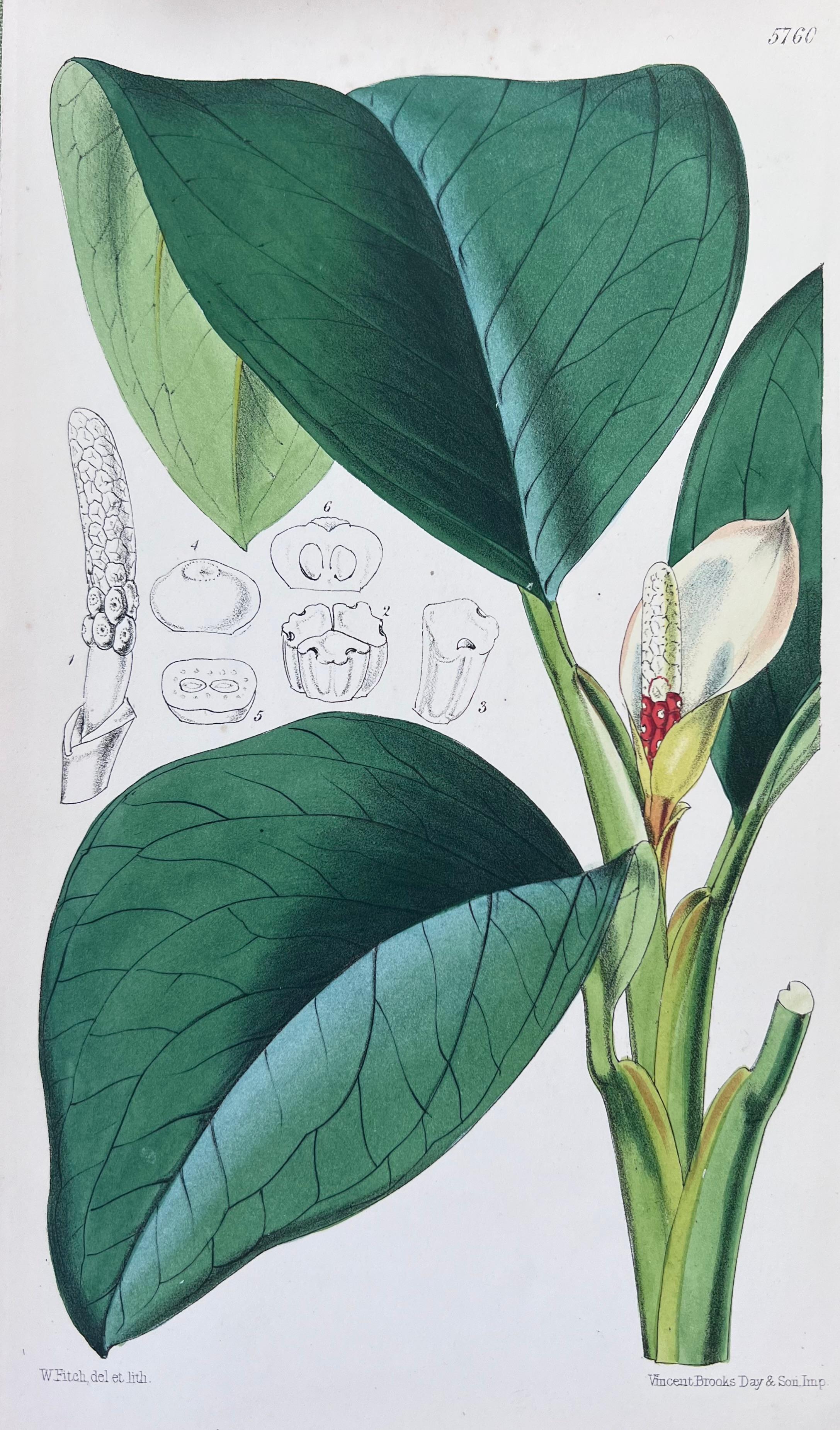 Set of Six Fine Antique British Hand Coloured Botanical Prints, circa 1900's For Sale 4