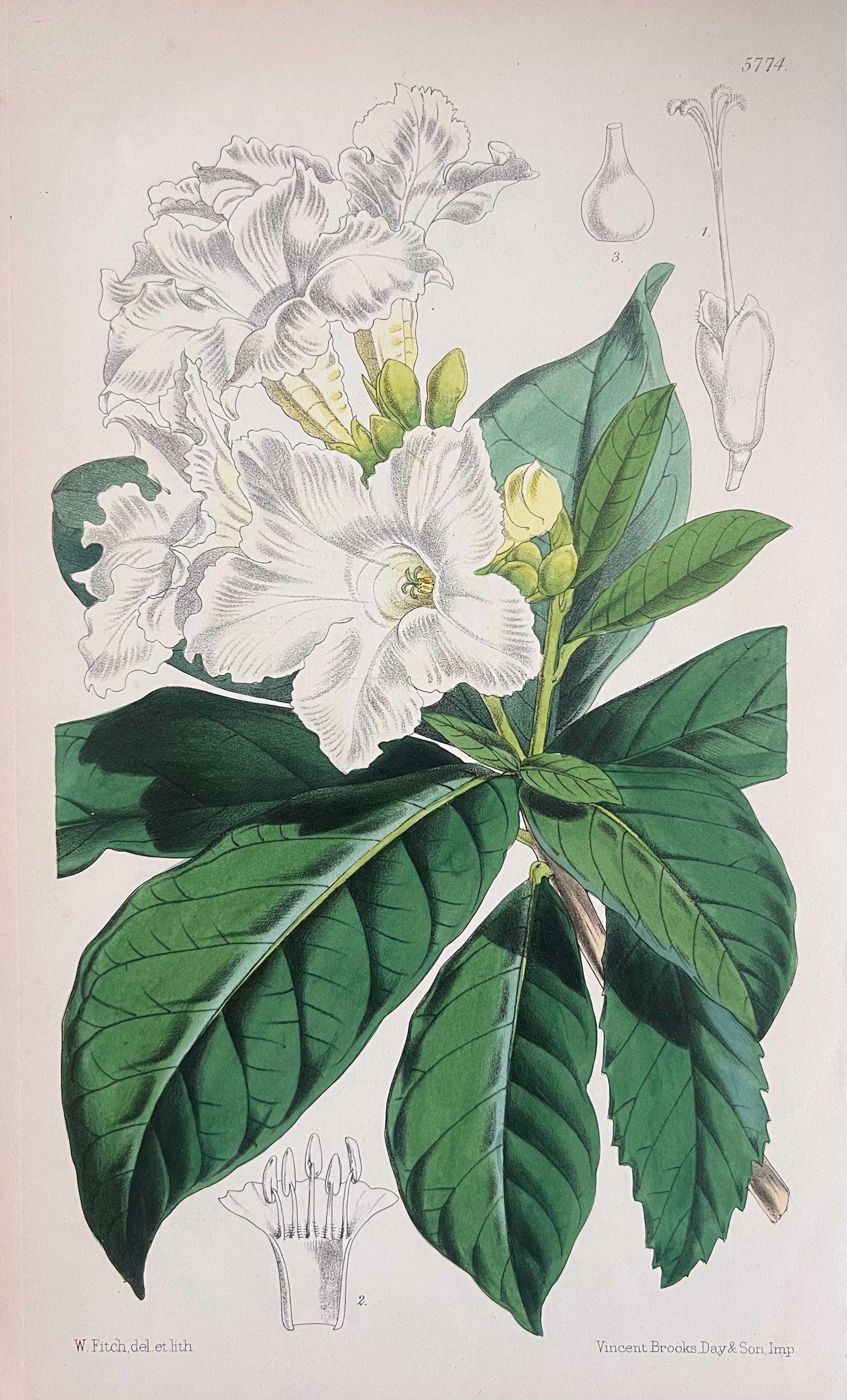 Set of Six Fine Antique British Hand Coloured Botanical Prints, circa 1900's For Sale 4