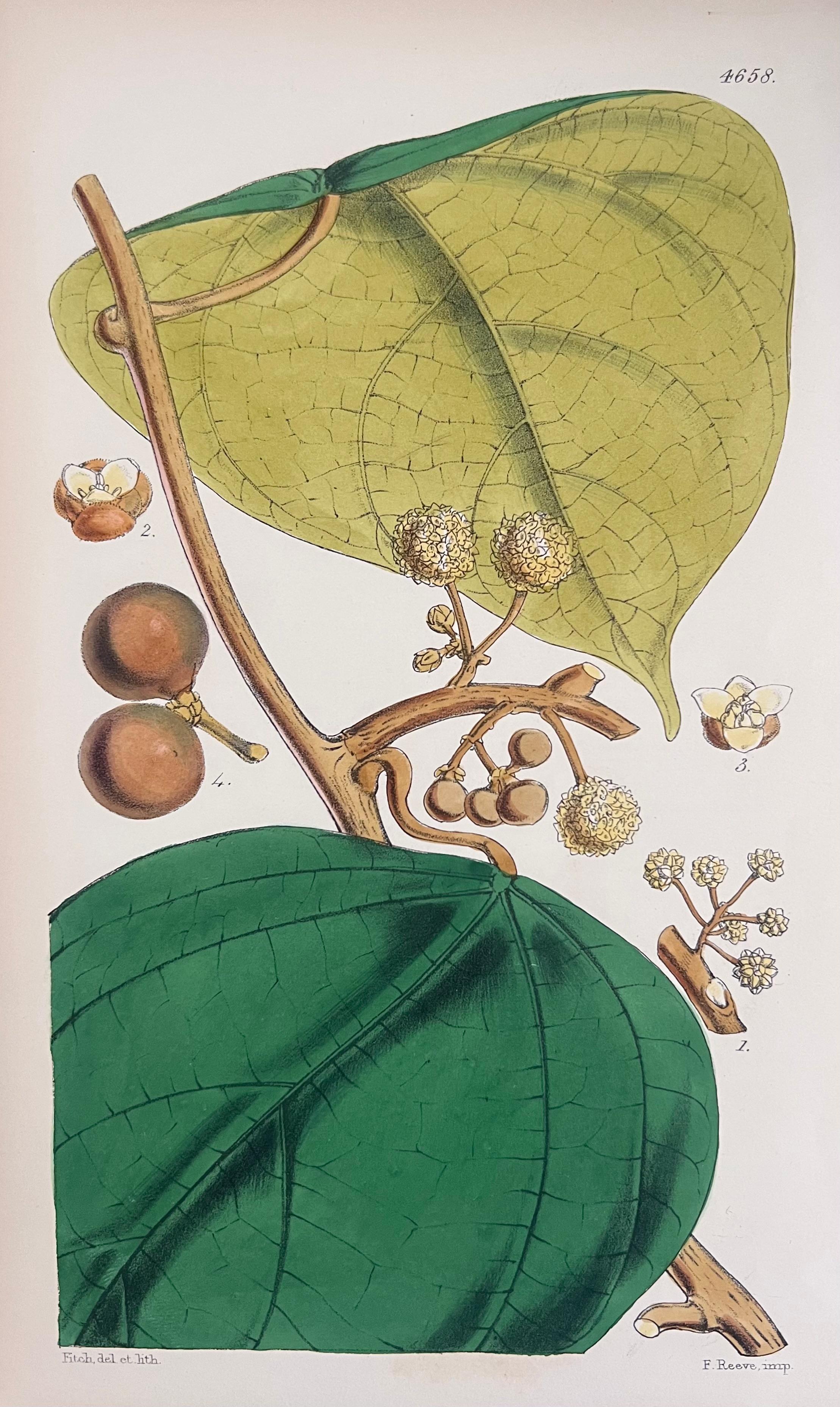 Set of Six Fine Antique British Hand Coloured Botanical Prints, circa 1900's For Sale 4