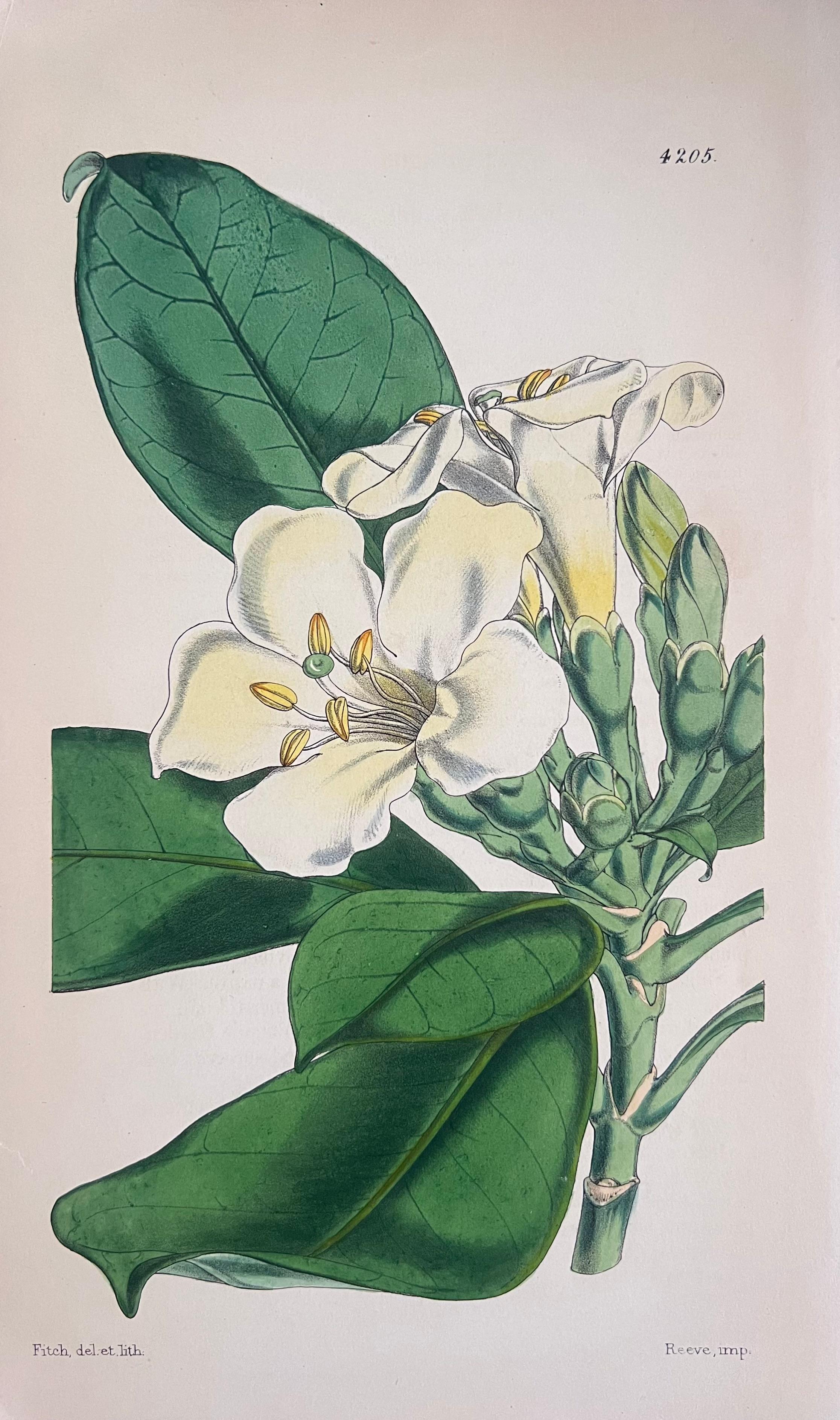 Set of Six Fine Antique British Hand Coloured Botanical Prints, circa 1900's For Sale 4
