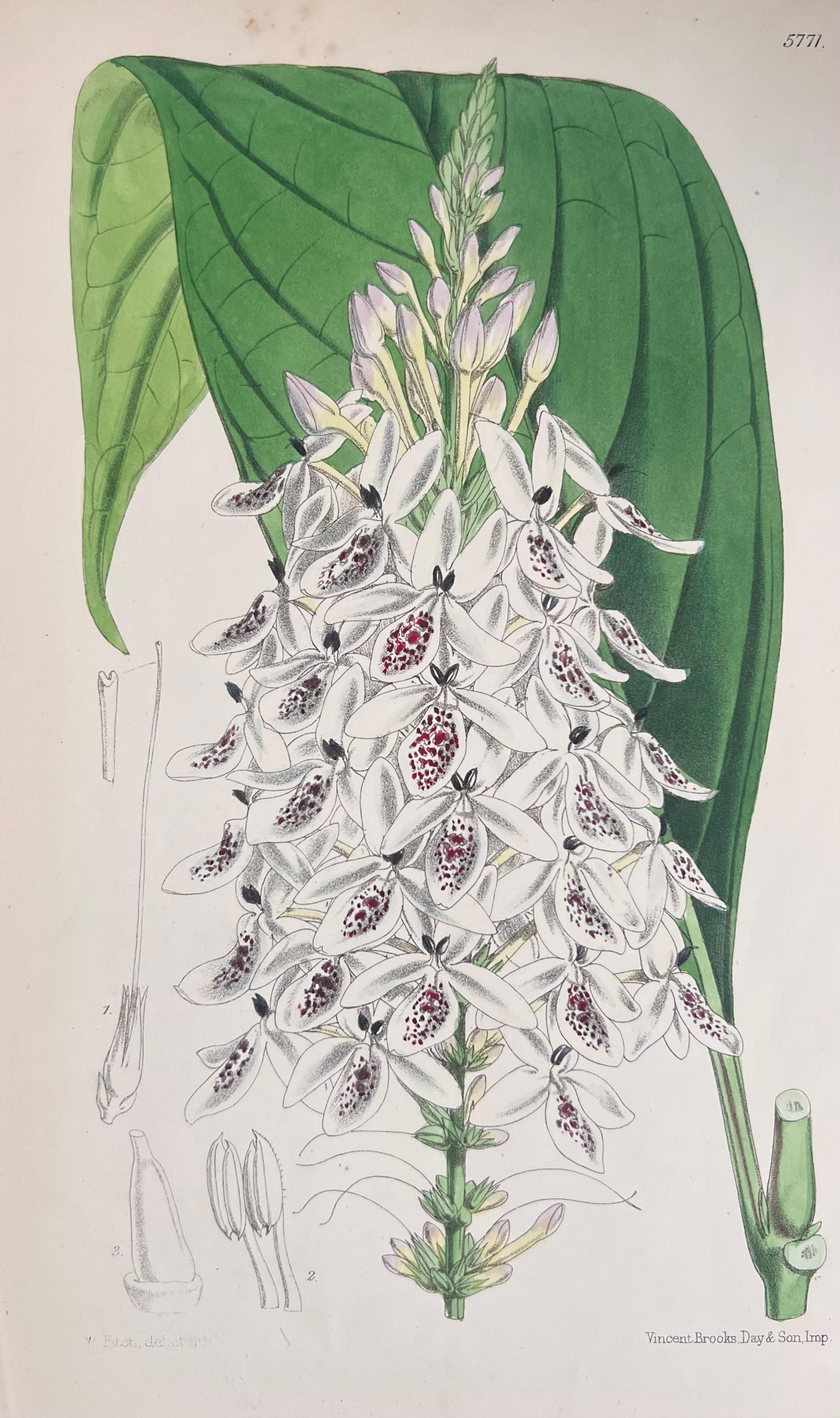 Set of Six Fine Antique British Hand Coloured Botanical Prints, circa 1900's For Sale 4