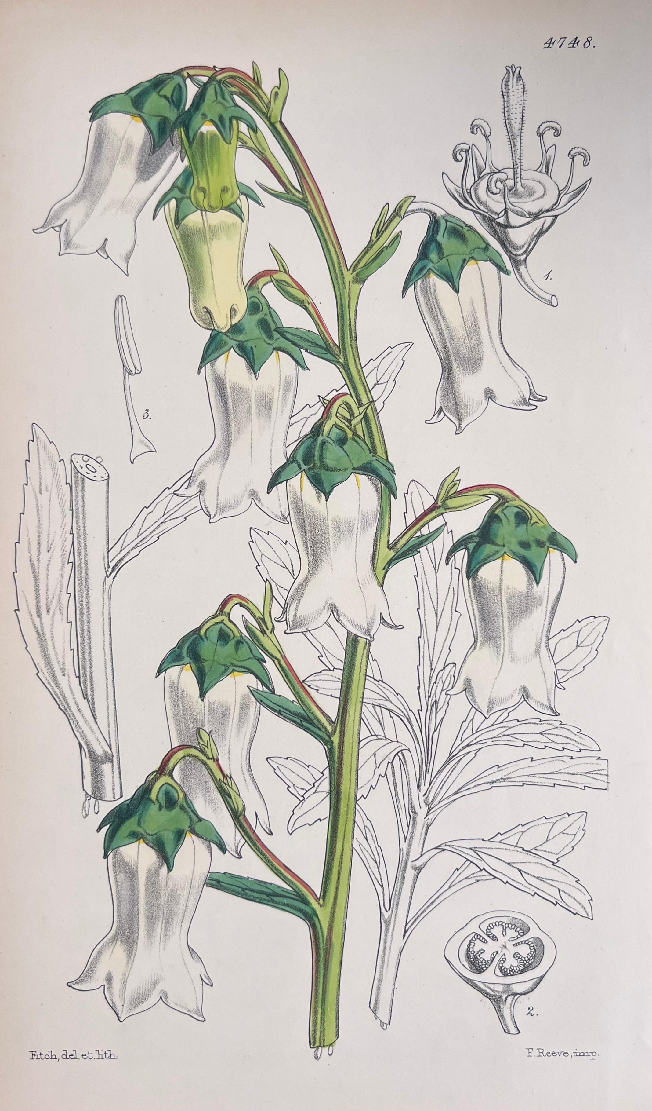 Set of Six Fine Antique British Hand Coloured Botanical Prints, circa 1900's For Sale 4