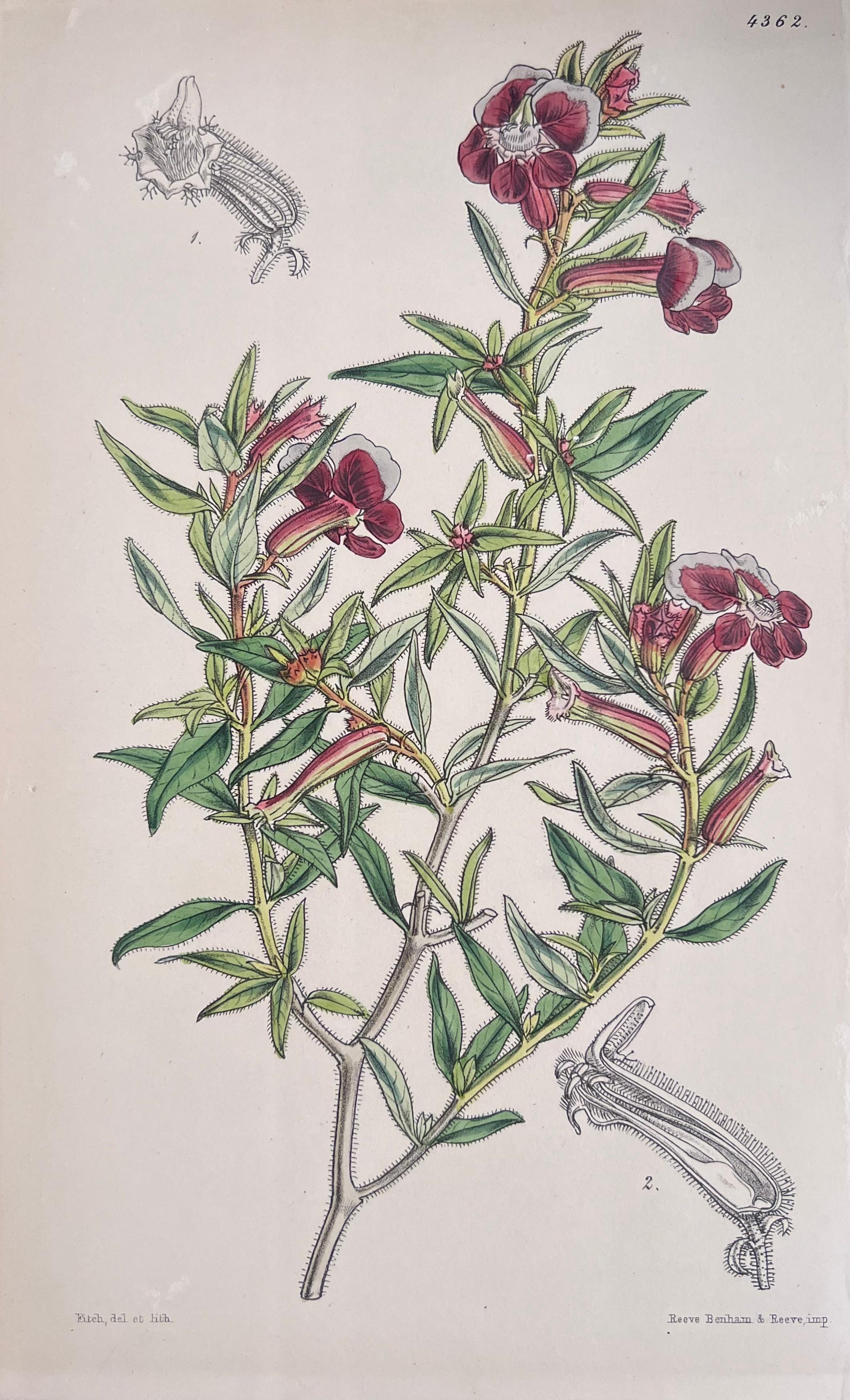 Set of Six Fine Antique British Hand Coloured Botanical Prints, circa 1900's For Sale 4