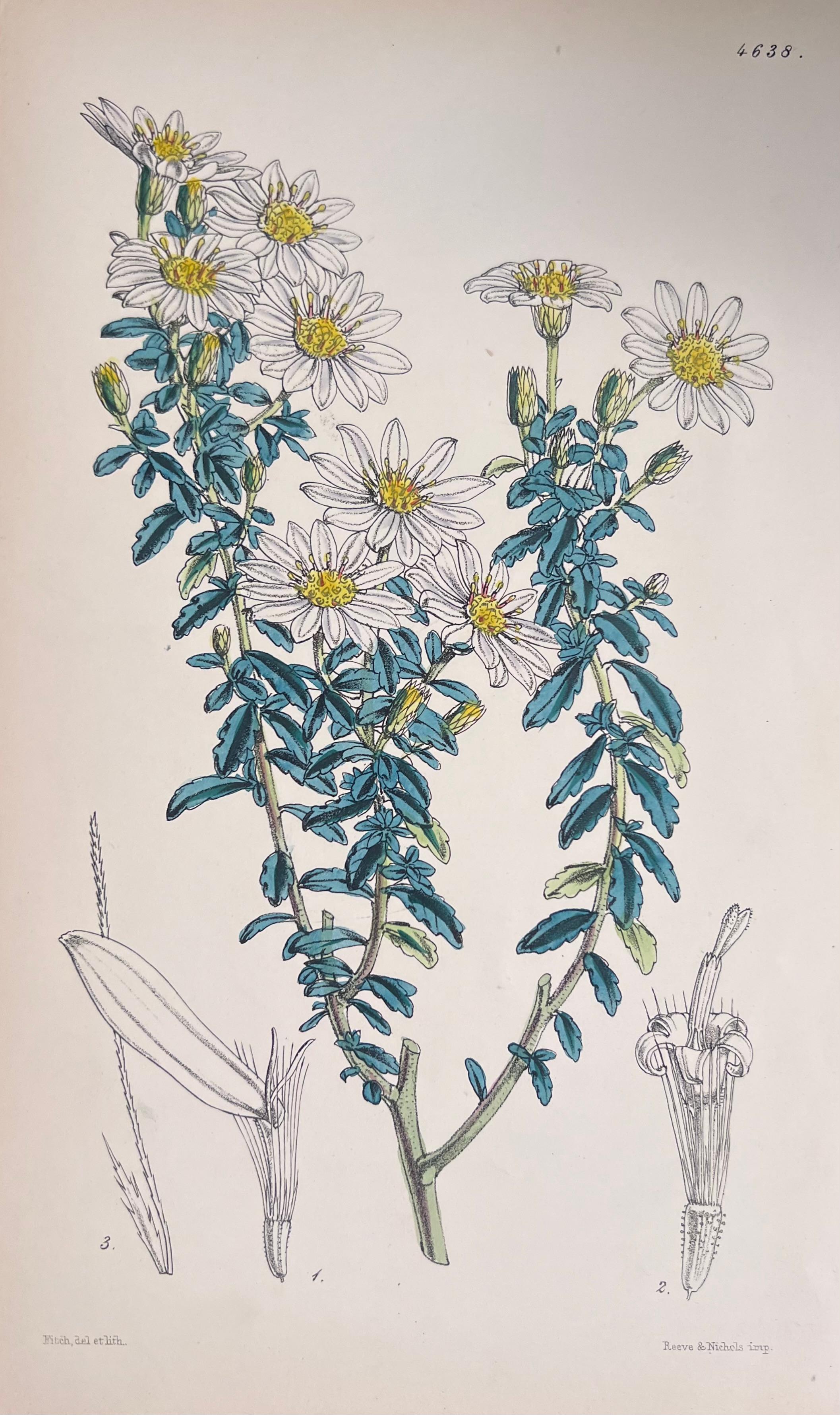 Set of Six Fine Antique British Hand Coloured Botanical Prints, circa 1900's For Sale 4