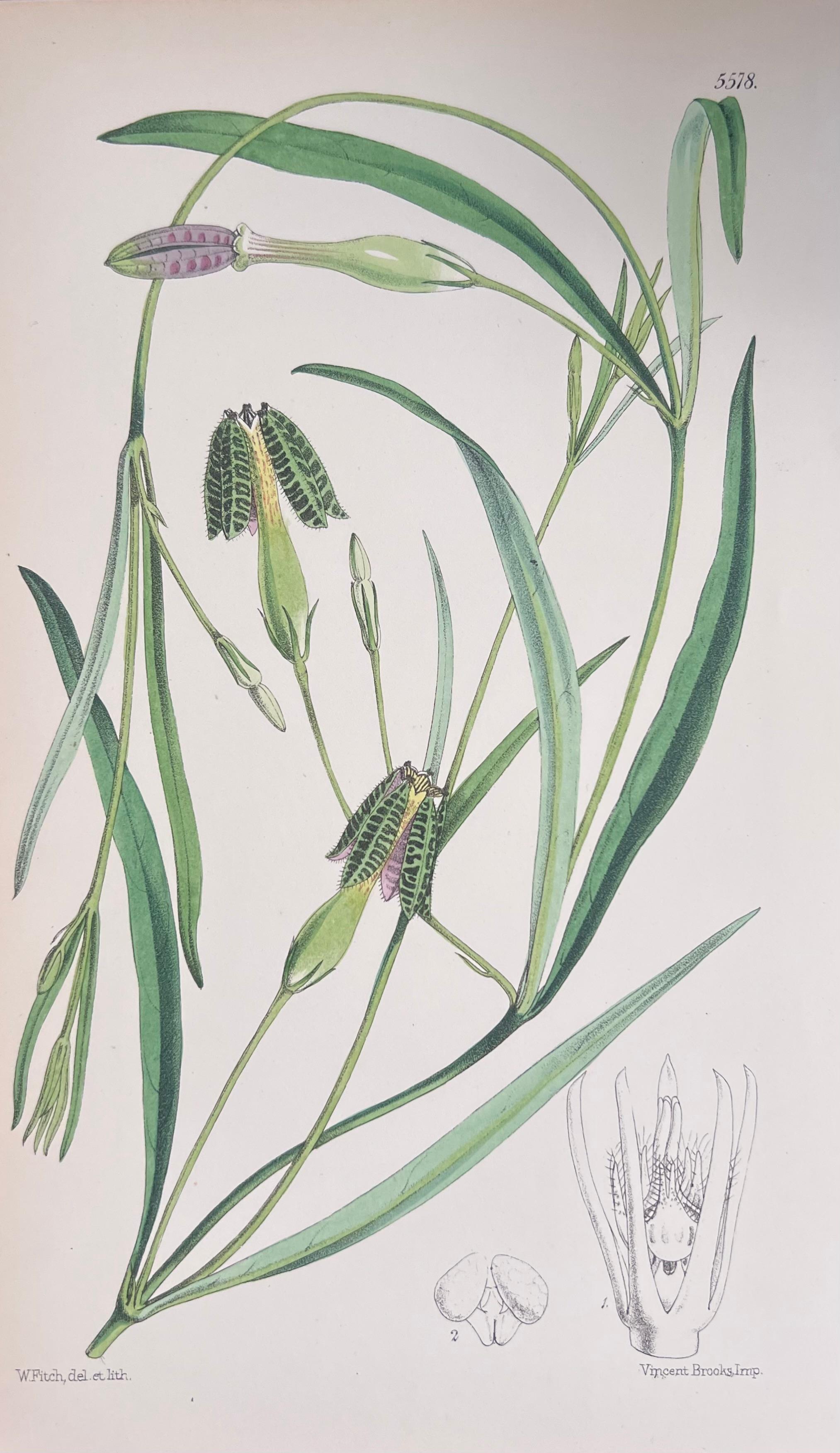 Set of Six Fine Antique British Hand Coloured Botanical Prints, circa 1900's For Sale 4
