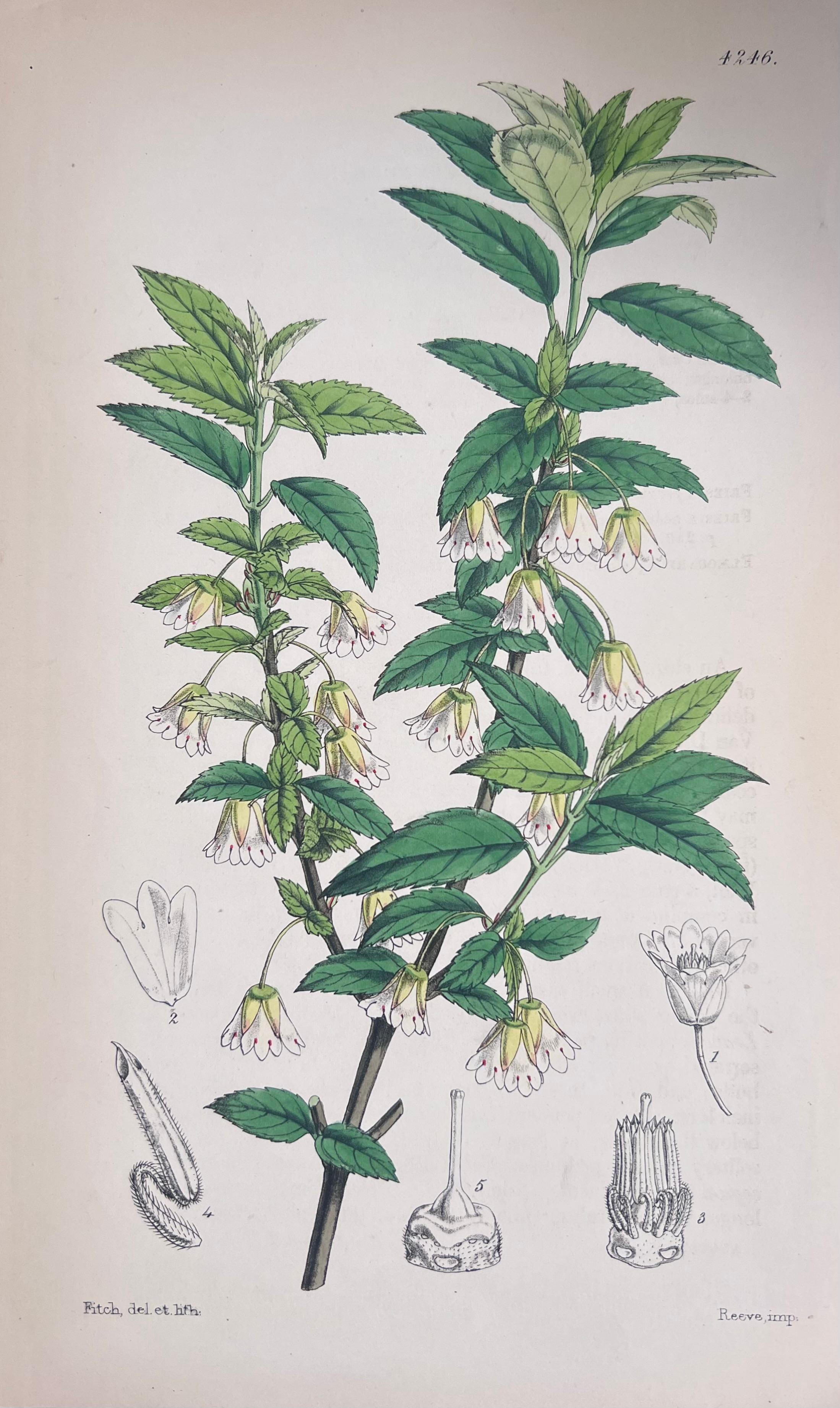 Satz von sechs feinen antiken britischen handkolorierten botanischen Drucken, um 1900 im Angebot 4
