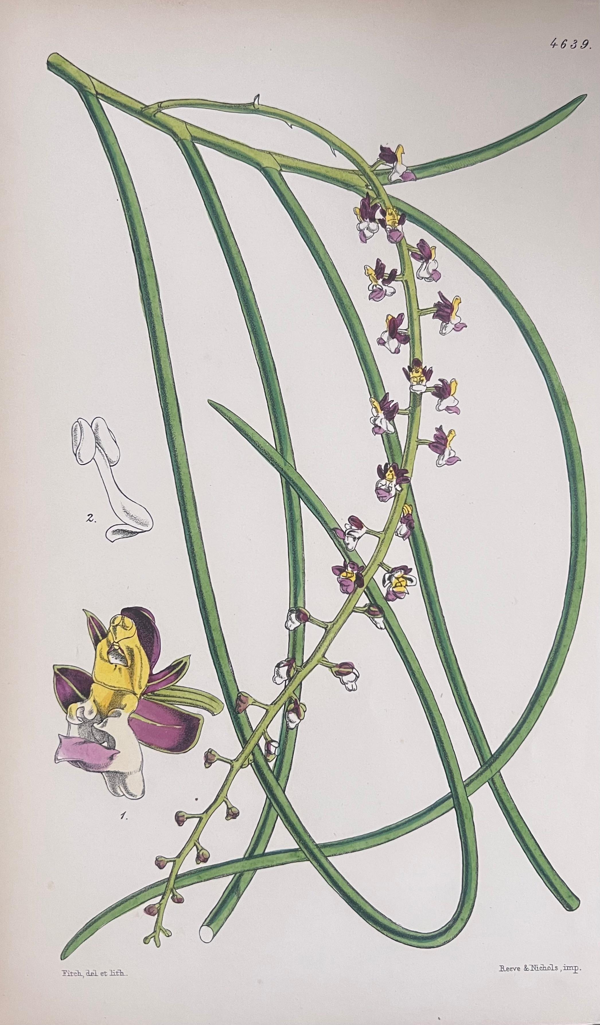 Satz von sechs feinen antiken britischen handkolorierten botanischen Drucken, um 1900 im Angebot 2