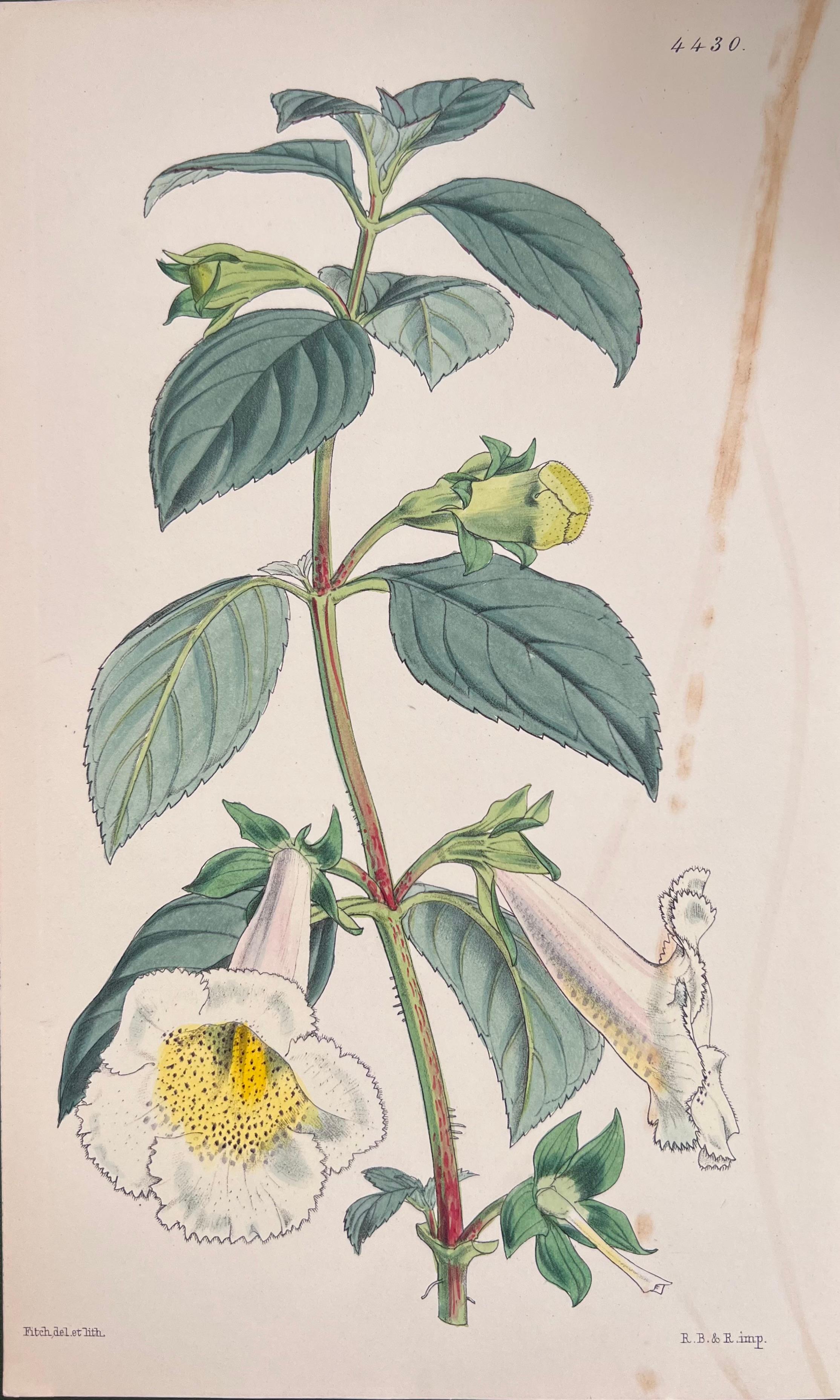 Satz von sechs feinen antiken britischen handkolorierten botanischen Drucken, um 1900 im Angebot 2