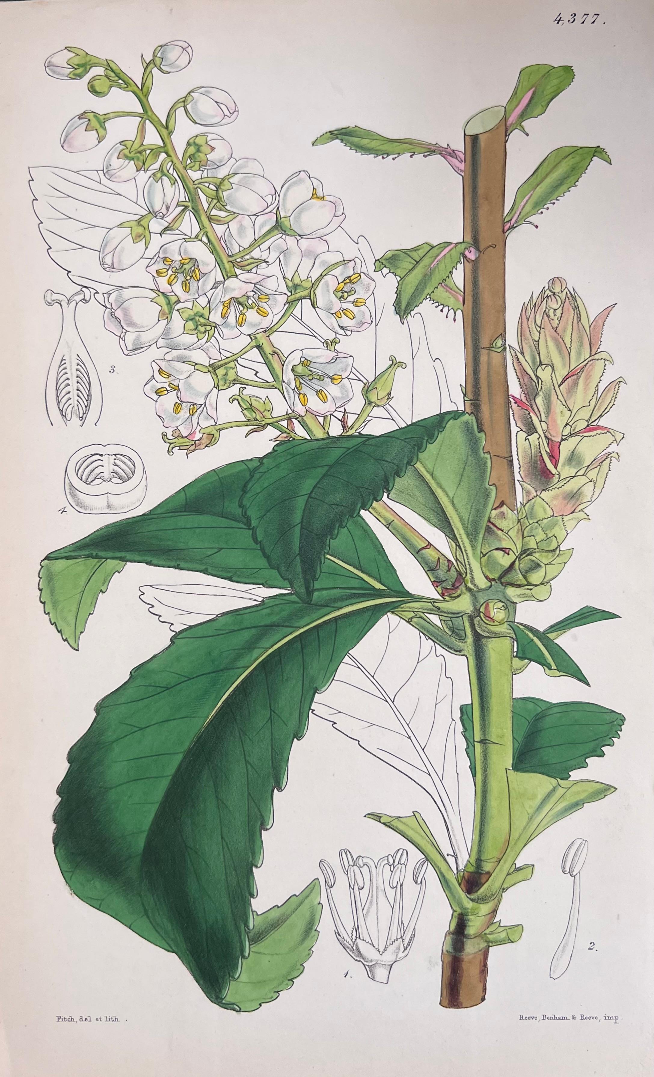 Set of Six Fine Antique British Hand Coloured Botanical Prints, circa 1900's For Sale 4