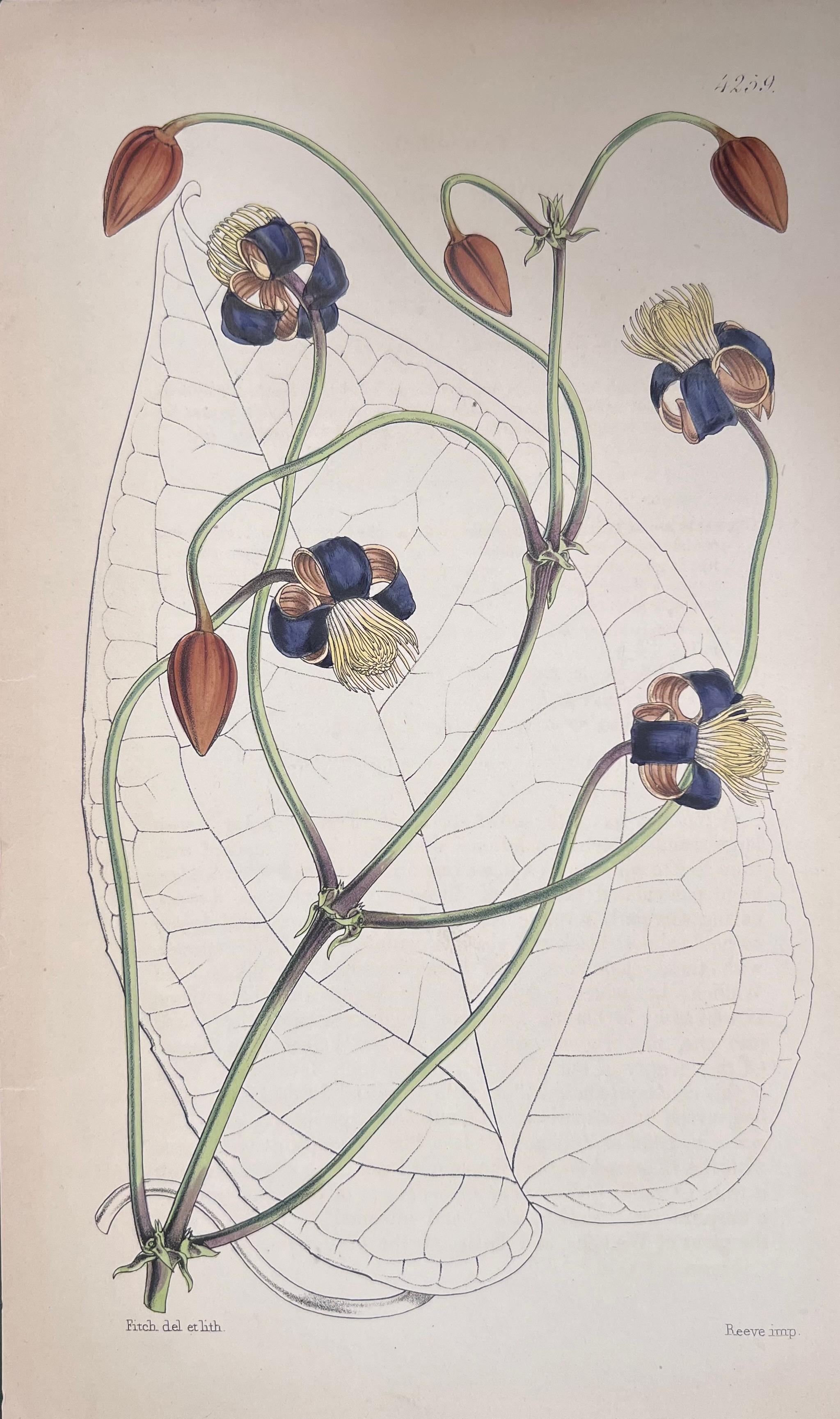 Satz von sechs feinen antiken britischen handkolorierten botanischen Drucken, um 1900 im Angebot 4