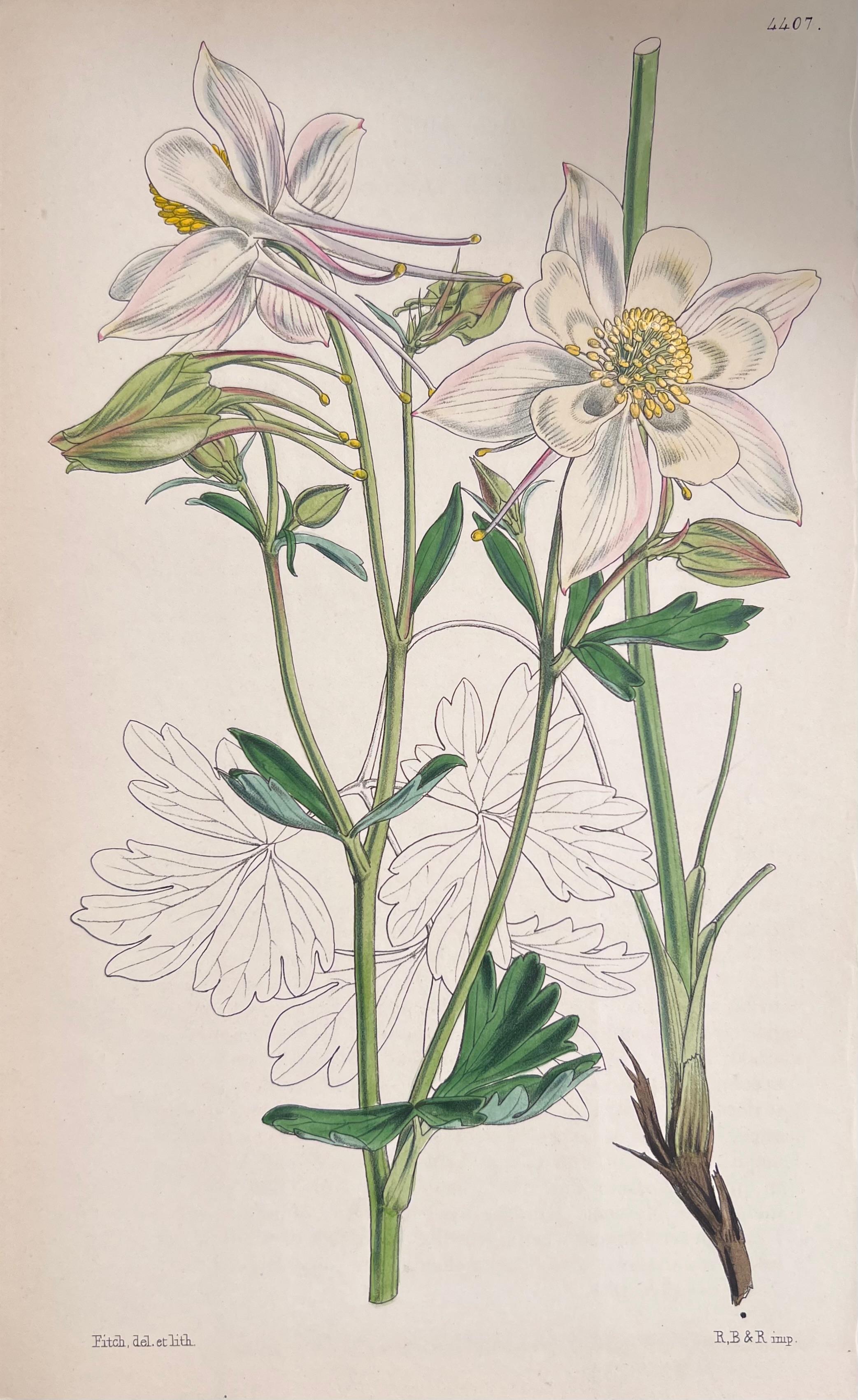 Satz von sechs feinen antiken britischen handkolorierten botanischen Drucken, um 1900 im Angebot 4