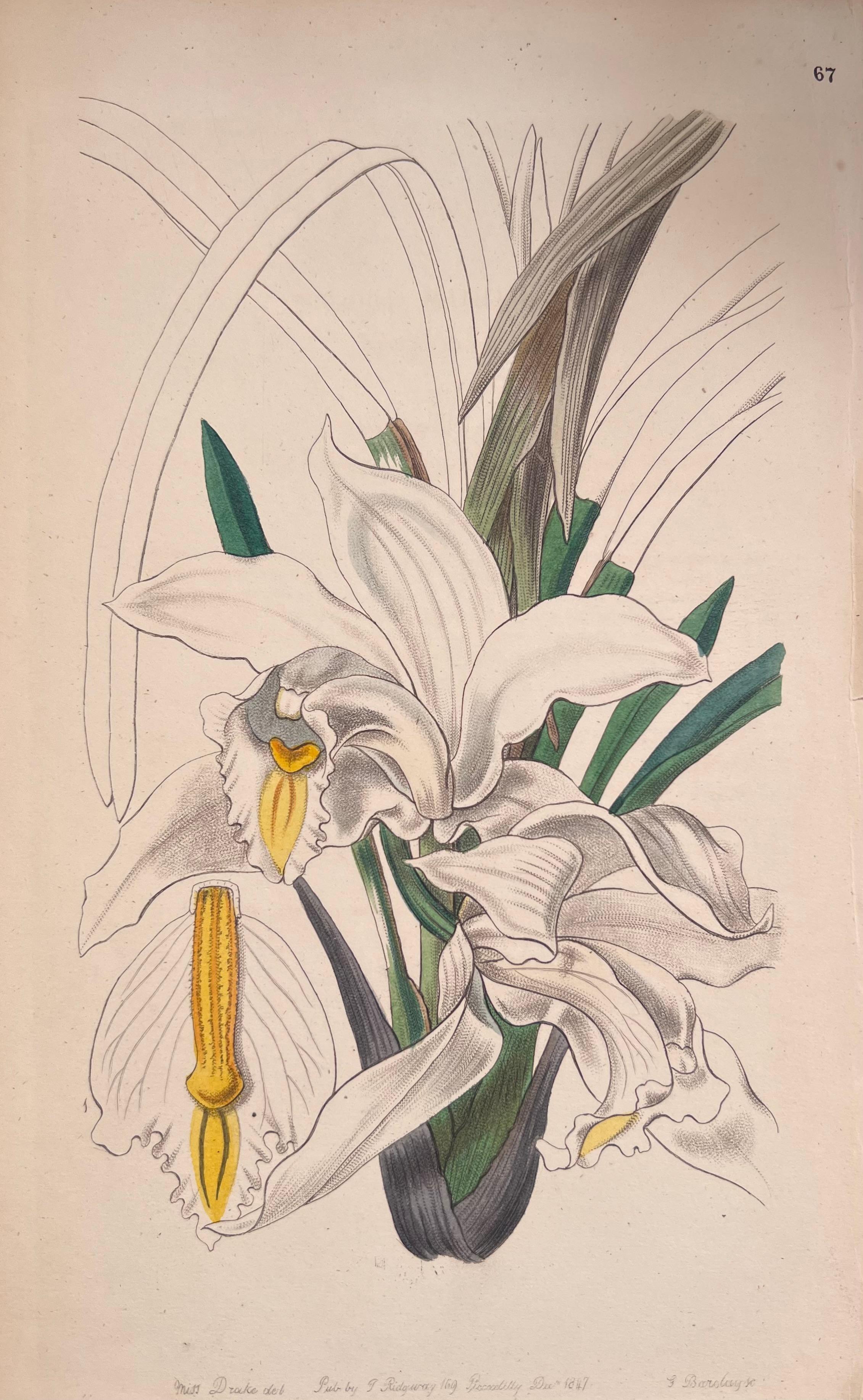 Satz von sechs feinen antiken britischen handkolorierten botanischen Drucken, um 1900 im Angebot 4