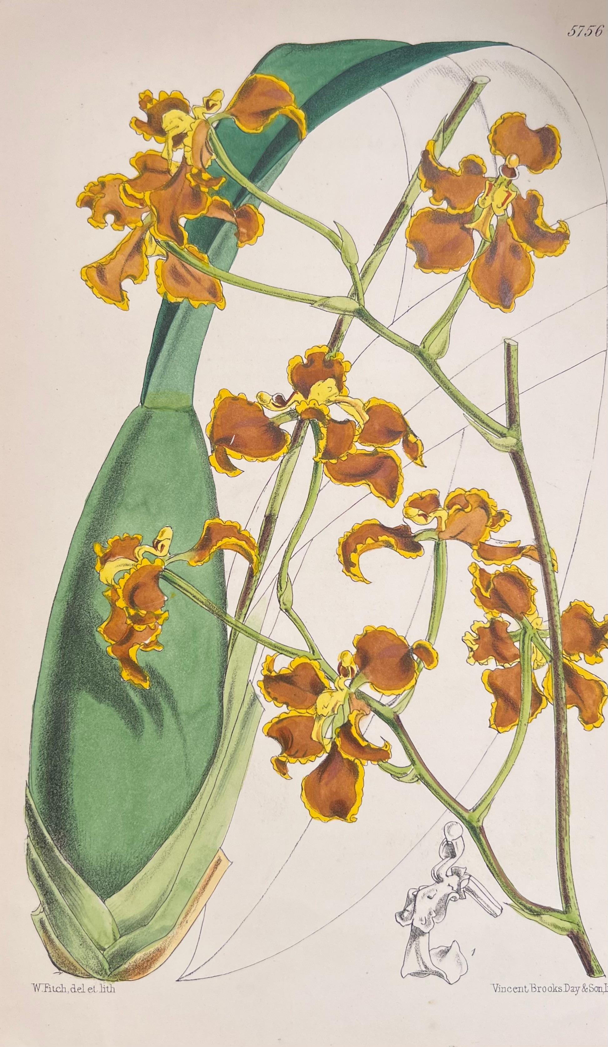 Set of Six Fine Antique British Hand Coloured Botanical Prints, circa 1900's For Sale 4