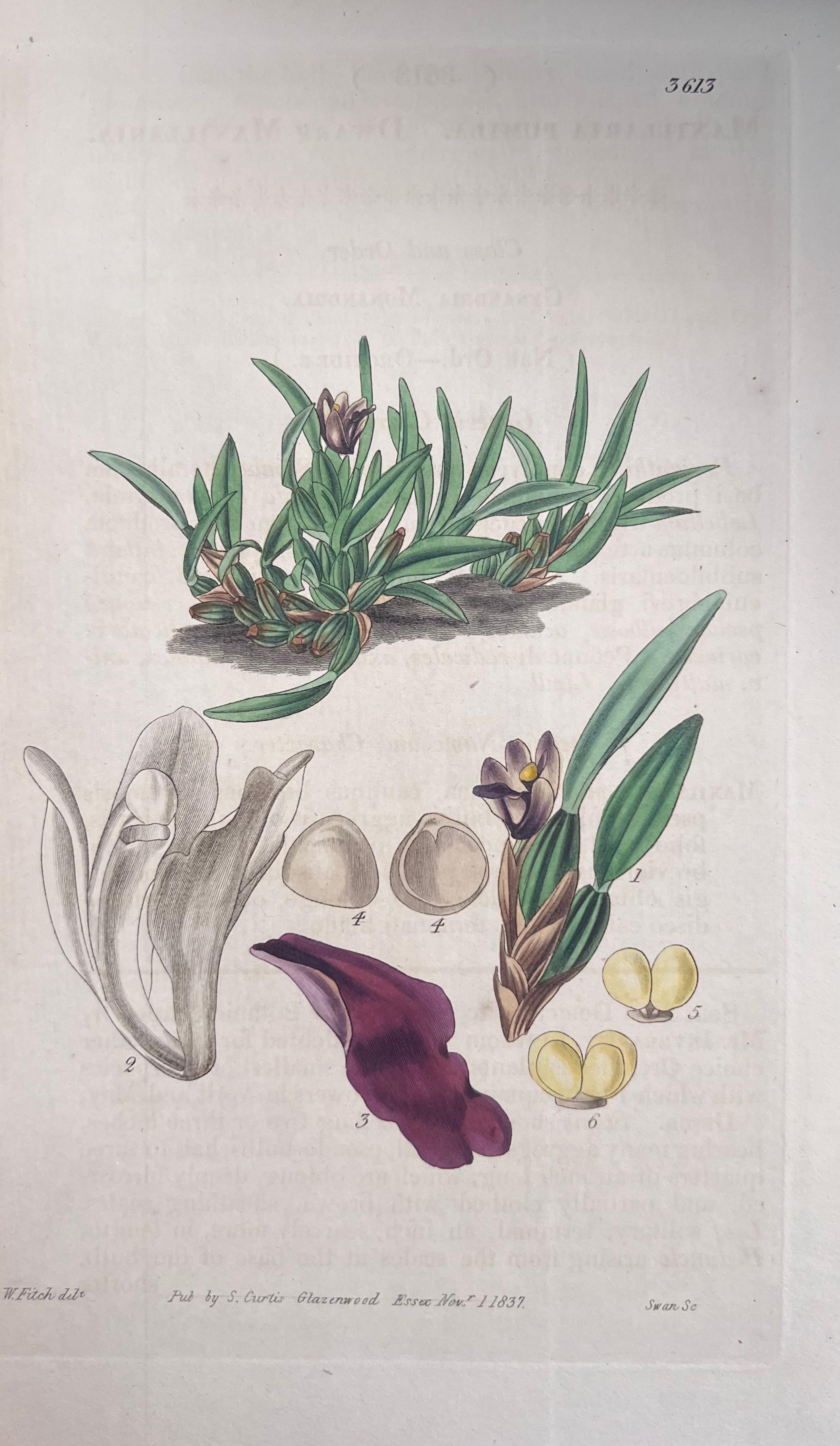 Set of Six Fine Antique British Hand Coloured Botanical Prints, circa 1900's For Sale 4