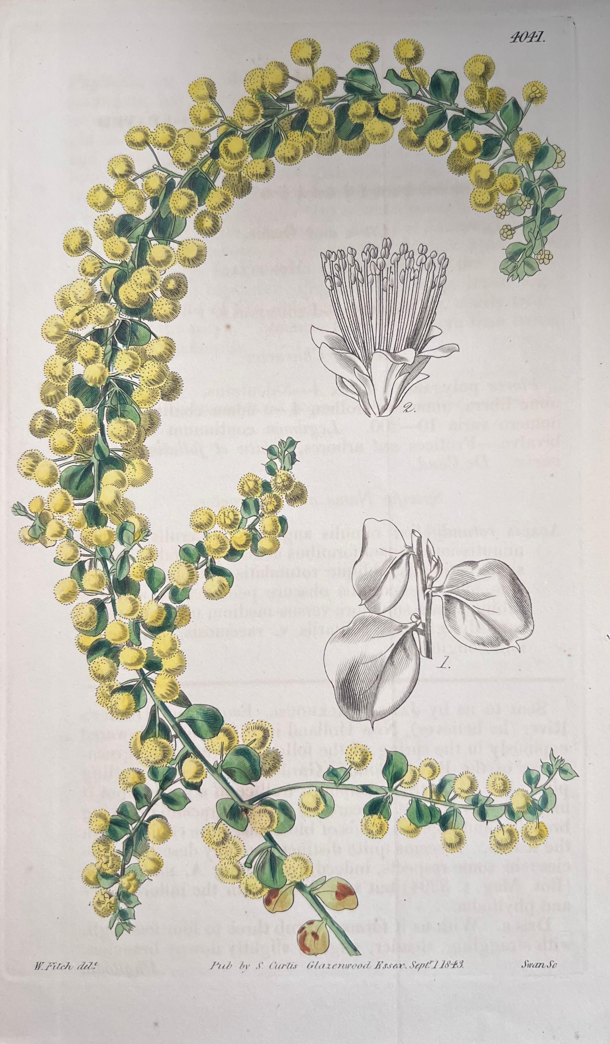 Set of Six Fine Antique British Hand Coloured Botanical Prints, circa 1900's For Sale 4