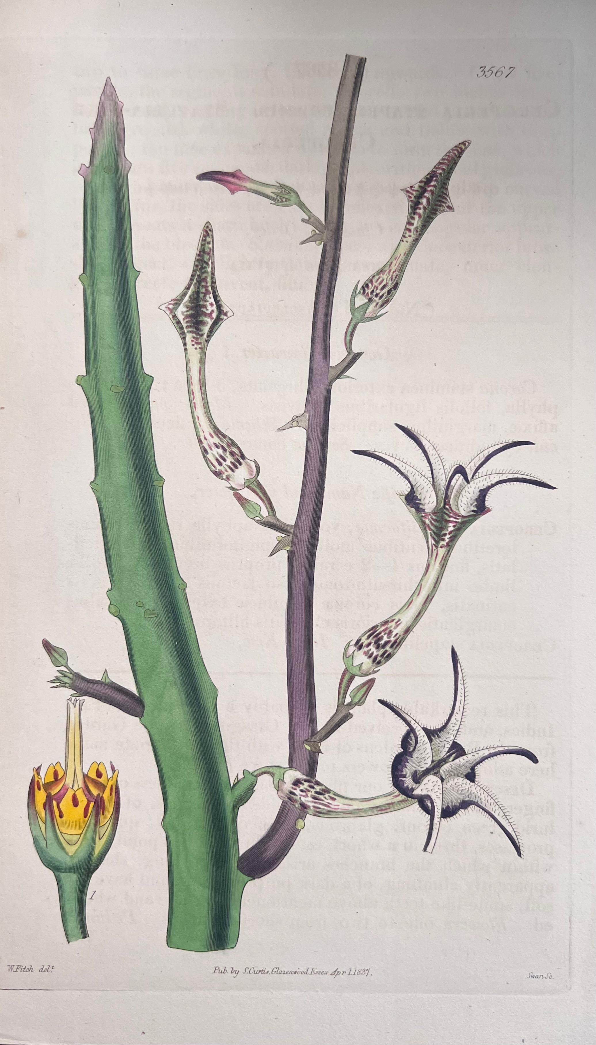 Set of Six Fine Antique British Hand Coloured Botanical Prints, circa 1900's For Sale 4