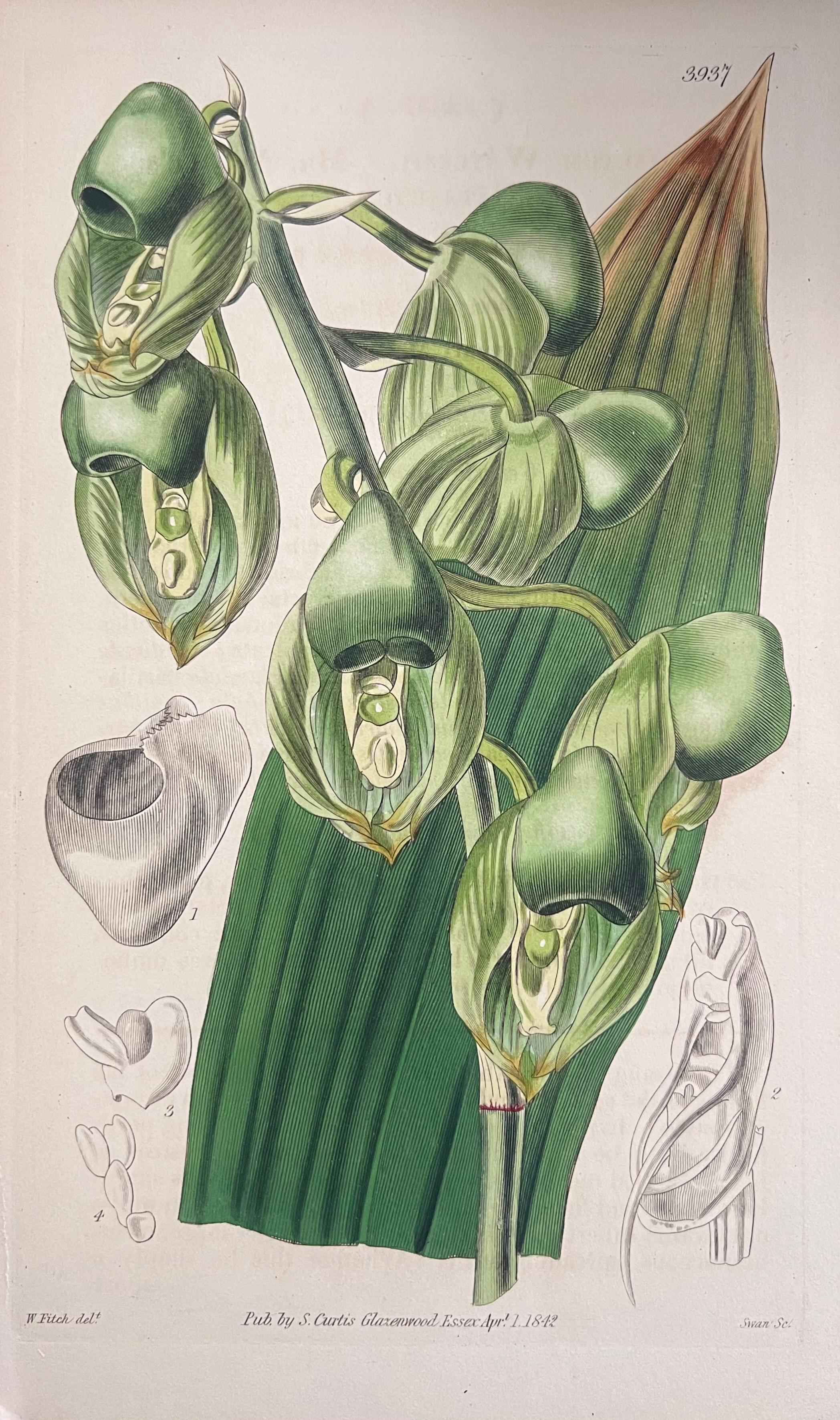 Set of Six Fine Antique British Hand Coloured Botanical Prints, circa 1900's For Sale 4