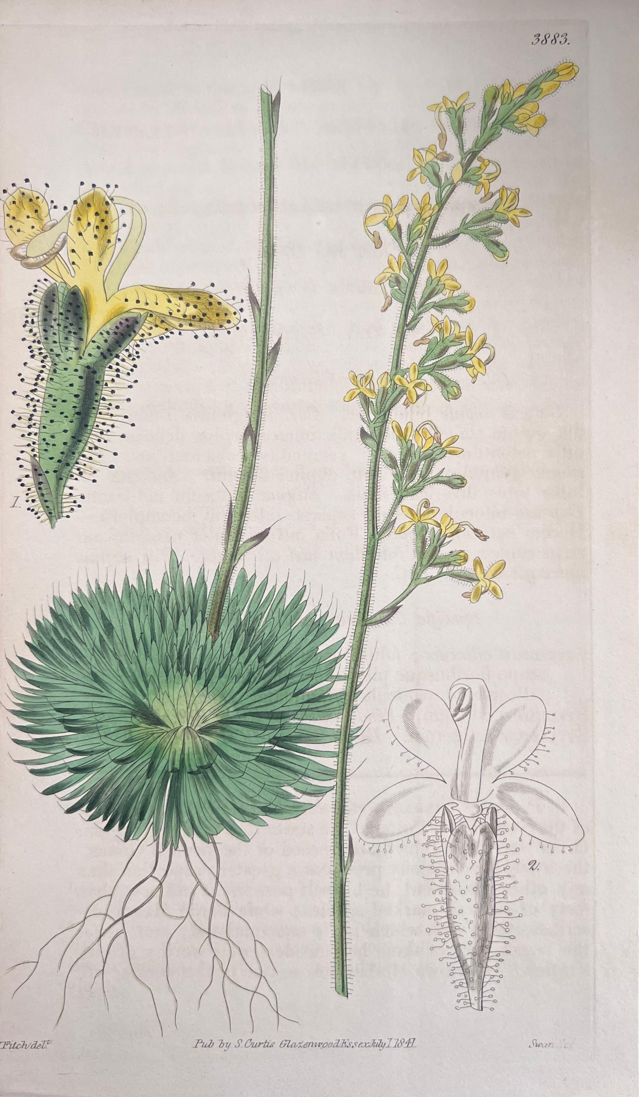 Set of Six Fine Antique British Hand Coloured Botanical Prints, circa 1900's For Sale 4