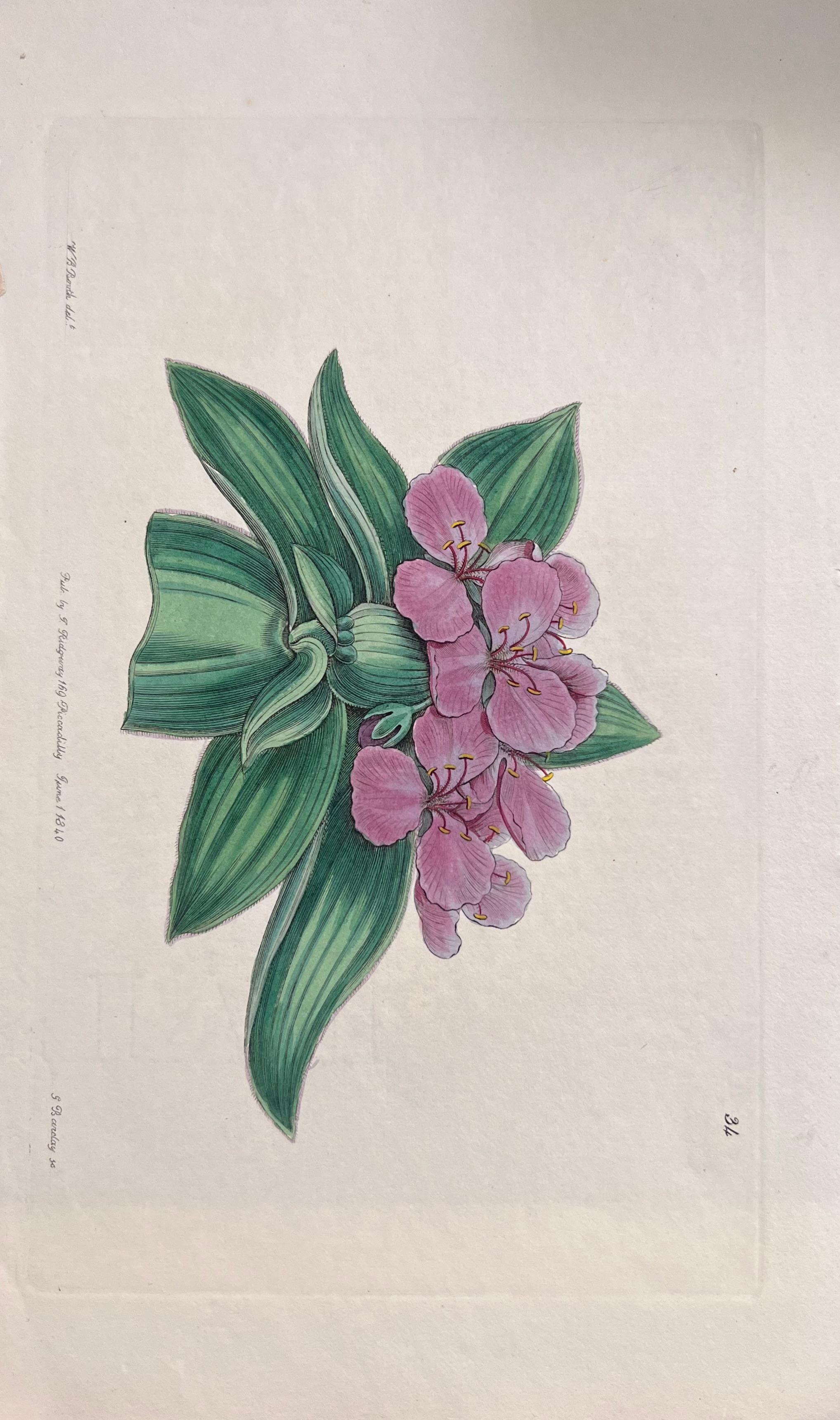 Set of Six Fine Antique British Hand Coloured Botanical Prints, circa 1900's For Sale 4