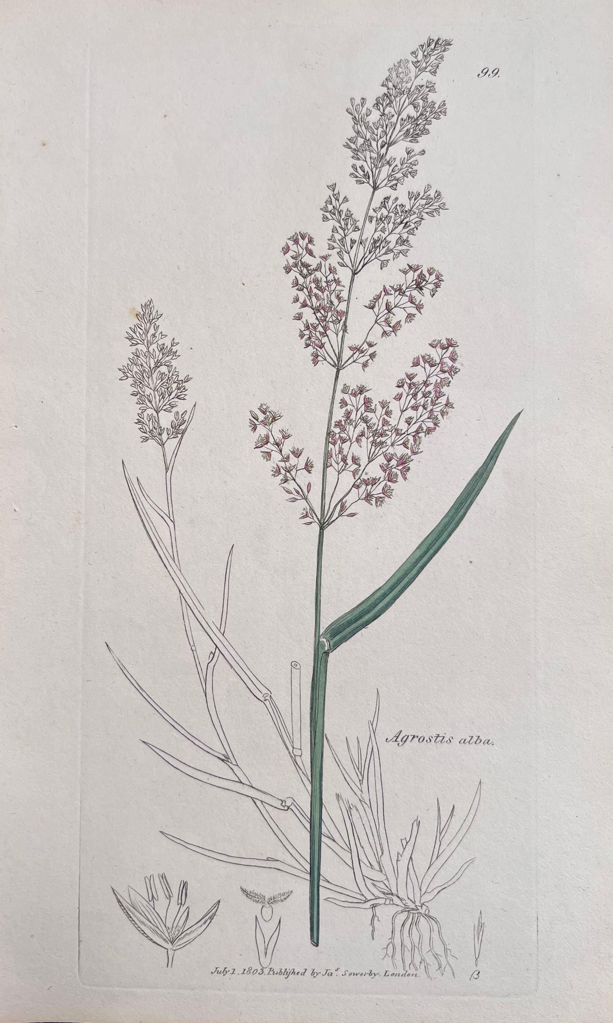 Set of Six Fine Antique British Hand Coloured Botanical Prints, circa 1900's For Sale 4