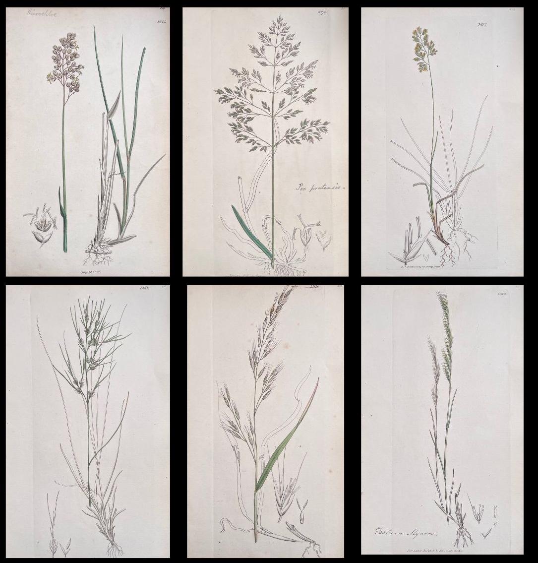Conjunto de seis finos grabados botánicos británicos antiguos coloreados a mano, alrededor de 1900