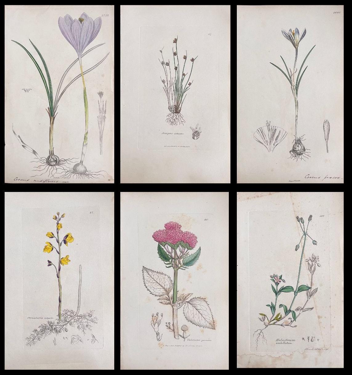 Conjunto de seis finos grabados botánicos británicos antiguos coloreados a mano, alrededor de 1900