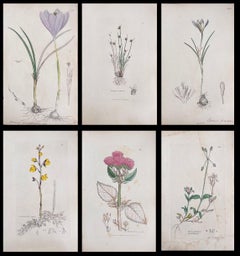 Conjunto de seis finos grabados botánicos británicos antiguos coloreados a mano, alrededor de 1900