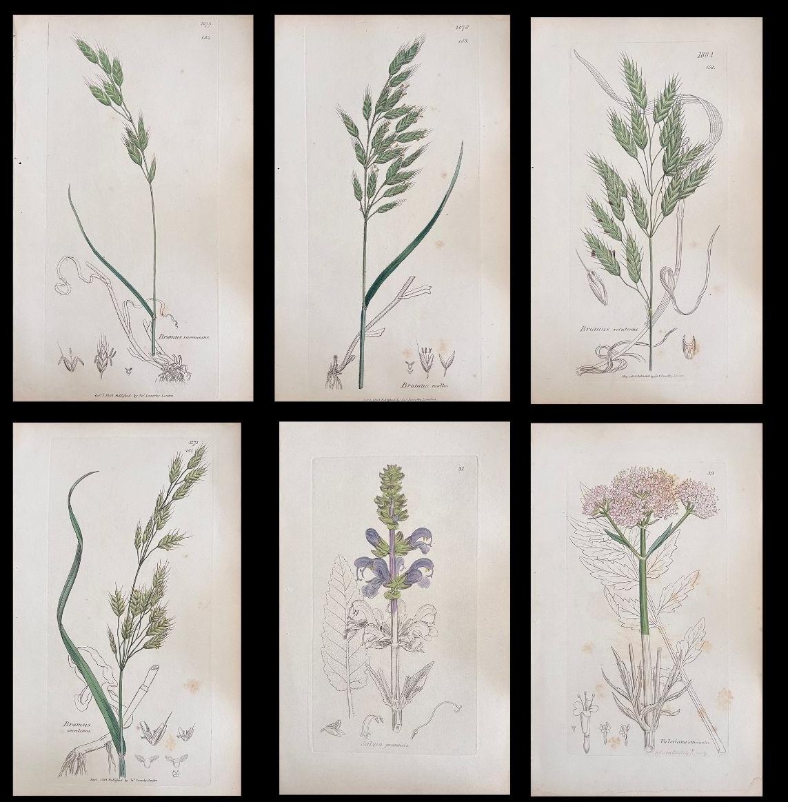 Conjunto de seis finos grabados botánicos británicos antiguos coloreados a mano, alrededor de 1900 - Art de Unknown