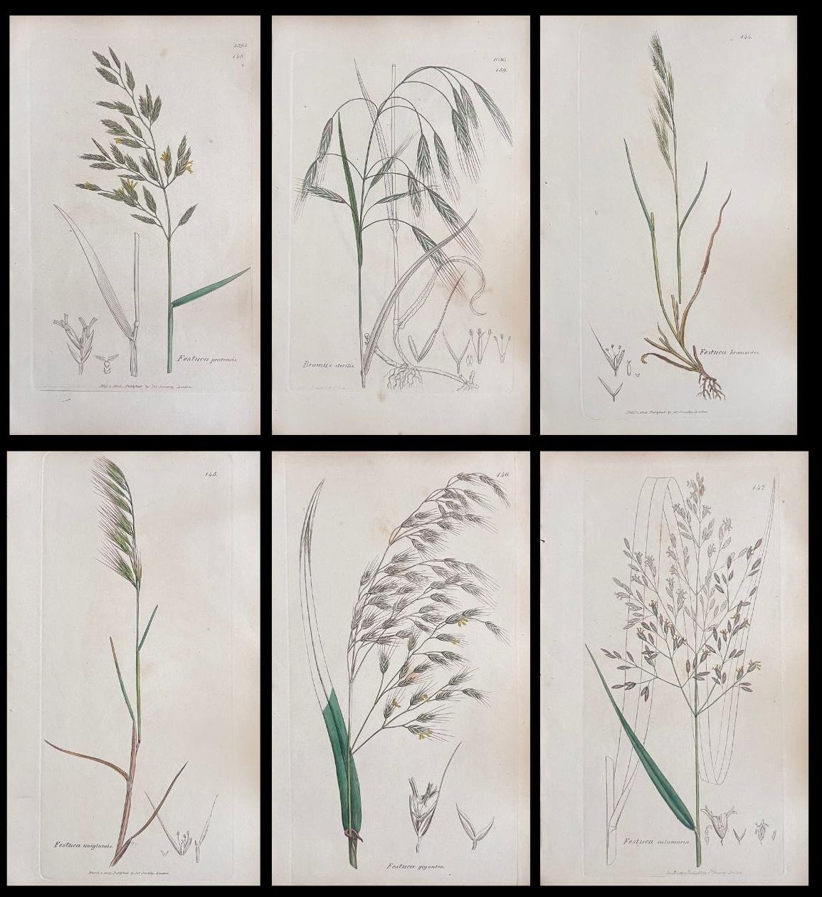 Conjunto de seis finos grabados botánicos británicos antiguos coloreados a mano, alrededor de 1900
