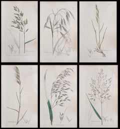 Conjunto de seis finos grabados botánicos británicos antiguos coloreados a mano, alrededor de 1900