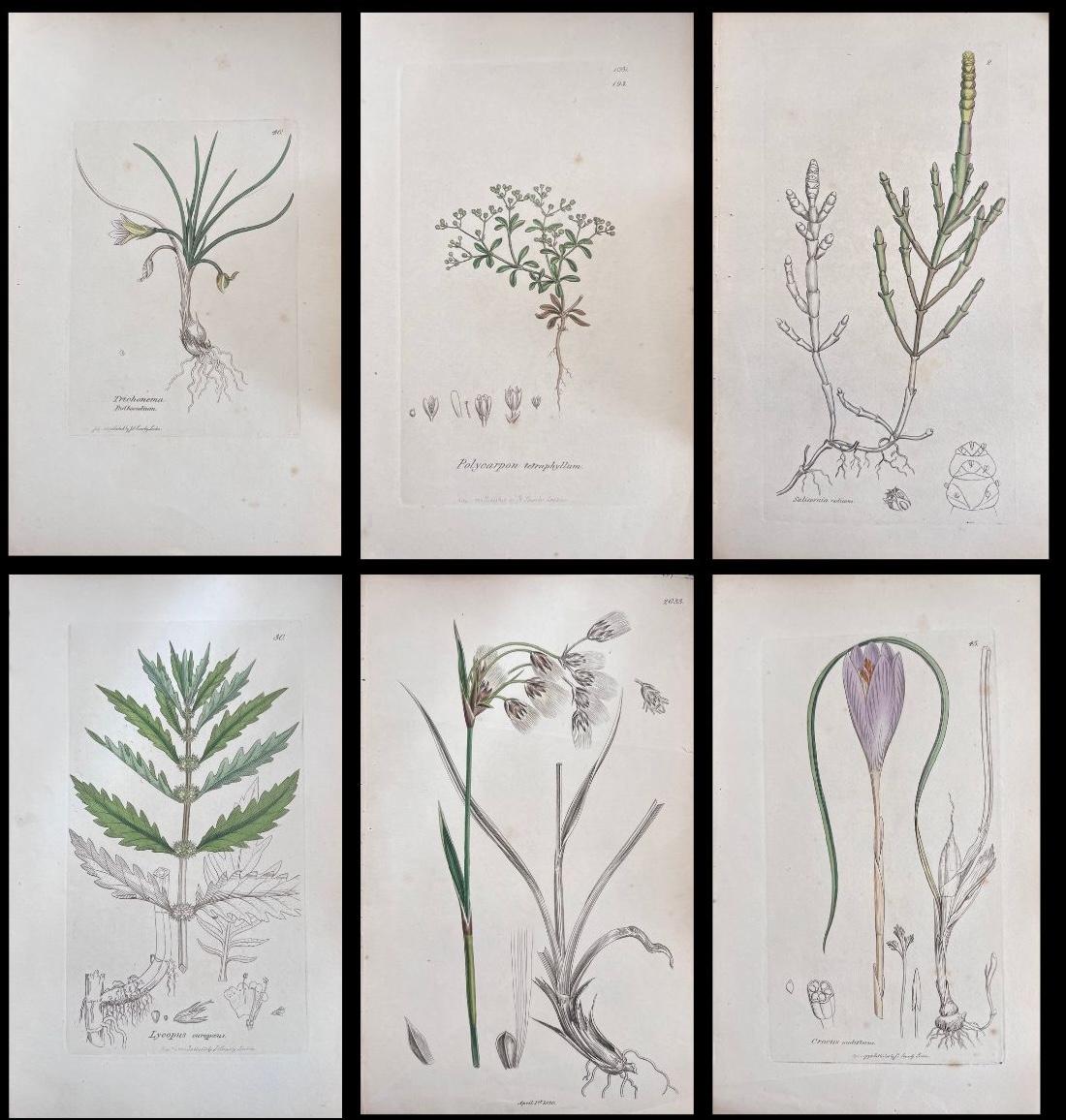 Conjunto de seis finos grabados botánicos británicos antiguos coloreados a mano, alrededor de 1900