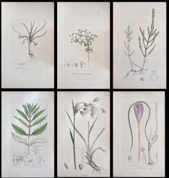 Conjunto de seis finos grabados botánicos británicos antiguos coloreados a mano, alrededor de 1900