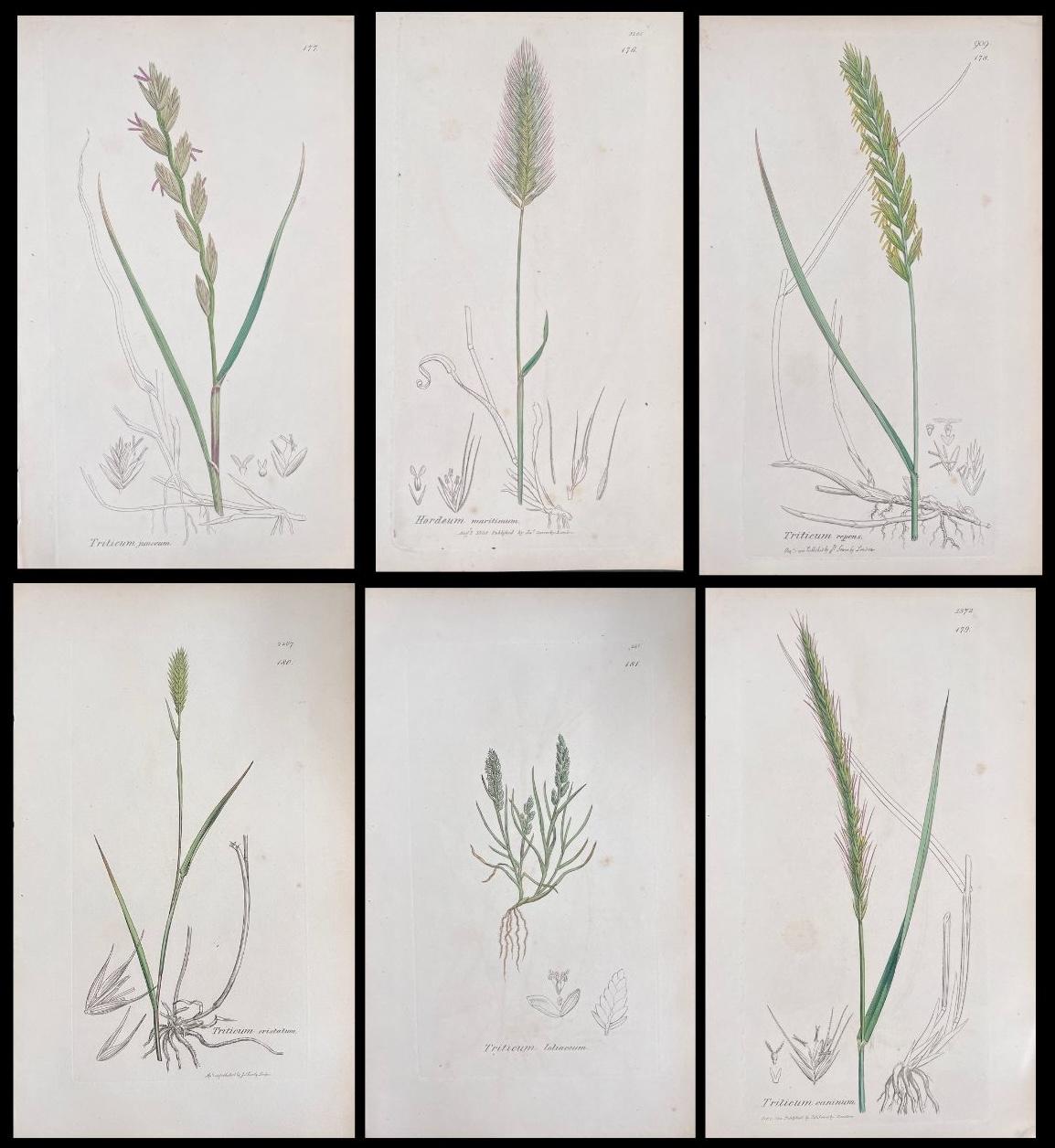 Set of Six Fine Antique British Hand Coloured Botanical Prints, circa 1900's
