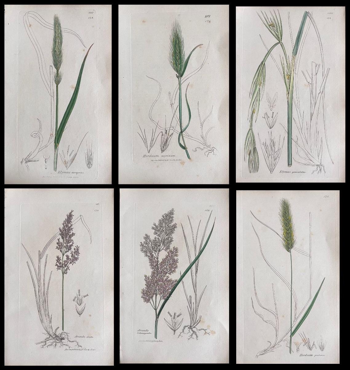 Set of Six Fine Antique British Hand Coloured Botanical Prints, circa 1900's