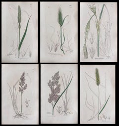 Set of Six Fine Antique British Hand Coloured Botanical Prints, circa 1900's