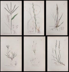 Set of Six Fine Antique British Hand Coloured Botanical Prints, circa 1900's