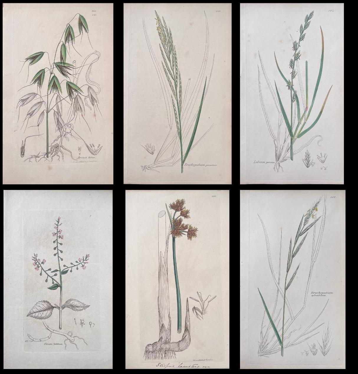 Set of Six Fine Antique British Hand Coloured Botanical Prints, circa 1900's